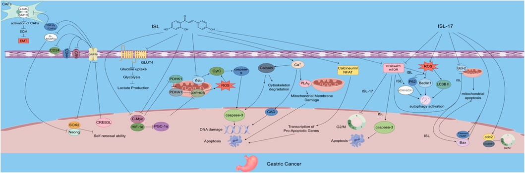 Diagram illustrating molecular pathways involved in colorectal cancer. Key components include ISL, ISL-NLs, Fas, caspases, AMPK, mTOR, ALDOA, and signaling molecules like AKT and STAT3. Components lead to processes such as apoptosis, cell cycle arrest, and tumor burden influenced by macrophages and inflammatory cytokines.