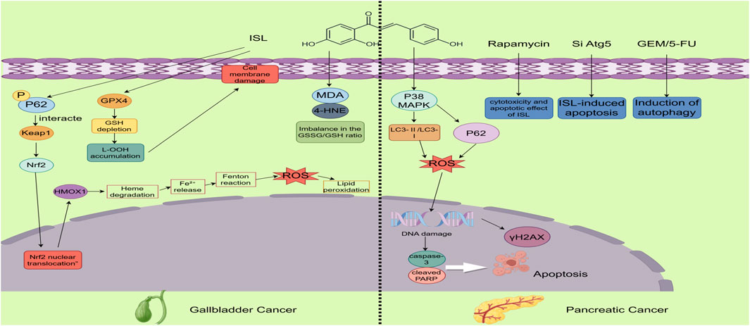 Pathway diagram illustrating the impact of ISL and the role of ROS in liver cancer progression. Key proteins and pathways include PI3K, Akt, mTOR, autophagy, Bax/Bcl-2, JNK, p38, ERK, and caspase-3. The diagram shows interactions leading to apoptosis, cell cycle arrest, and DNA damage response involving NF-kB, STAT3, and Nrf2, among others. The influence of Keap1, Ub, and ARE in antioxidative responses is highlighted. The diagram emphasizes the complexity of signaling networks contributing to liver cancer.