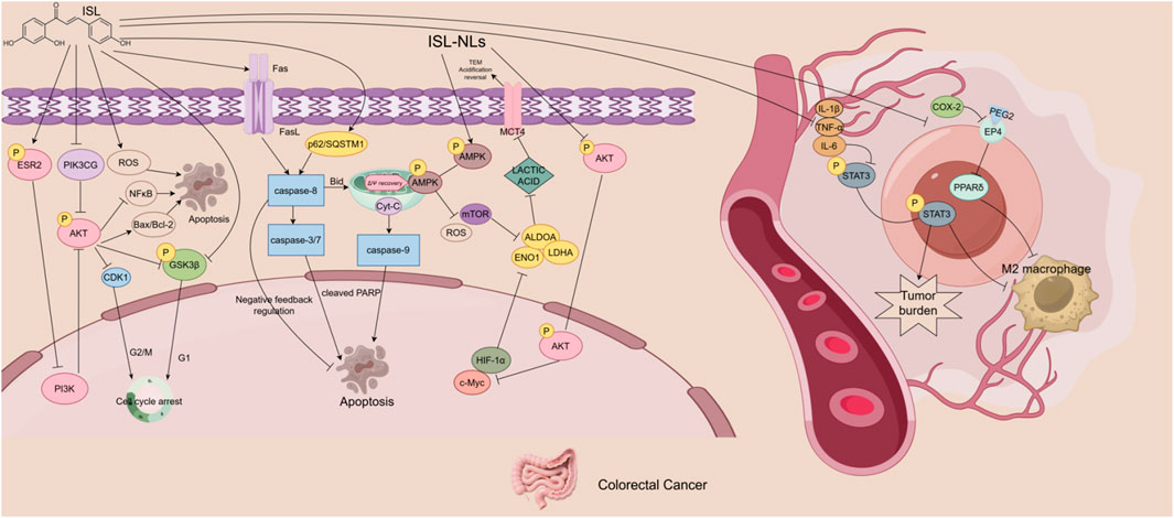 Diagram illustrating pathways in gallbladder and pancreatic cancer. On the left, ISL causes cell membrane damage and an imbalance in redox homeostasis in gallbladder cancer. Key components include P62, GPX4, Keap1, and Nrf2. ROS plays a role in DNA damage and lipid peroxidation. On the right, ISL-induced autophagy and apoptosis mechanisms in pancreatic cancer are shown, involving P38 MAPK, LC3-II, and caspase-3. The diagram connects these pathways to therapeutic agents like rapamycin and GEM/5-FU.