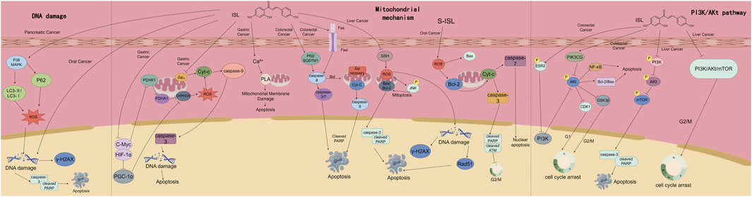 Diagram illustrating cellular pathways involved in cancer and apoptosis. Sections depict DNA damage, mitochondrial mechanisms, and the PI3K/AKT pathway, associated with pancreatic, gastric, colorectal, liver, and oral cancers. Key elements include proteins like P38 MAPK, P62, Cyt-C, Bcl-2, caspase enzymes, and signaling molecules like ROS. Pathways show interactions leading to apoptosis, mitochondrial damage, and cell cycle arrest.