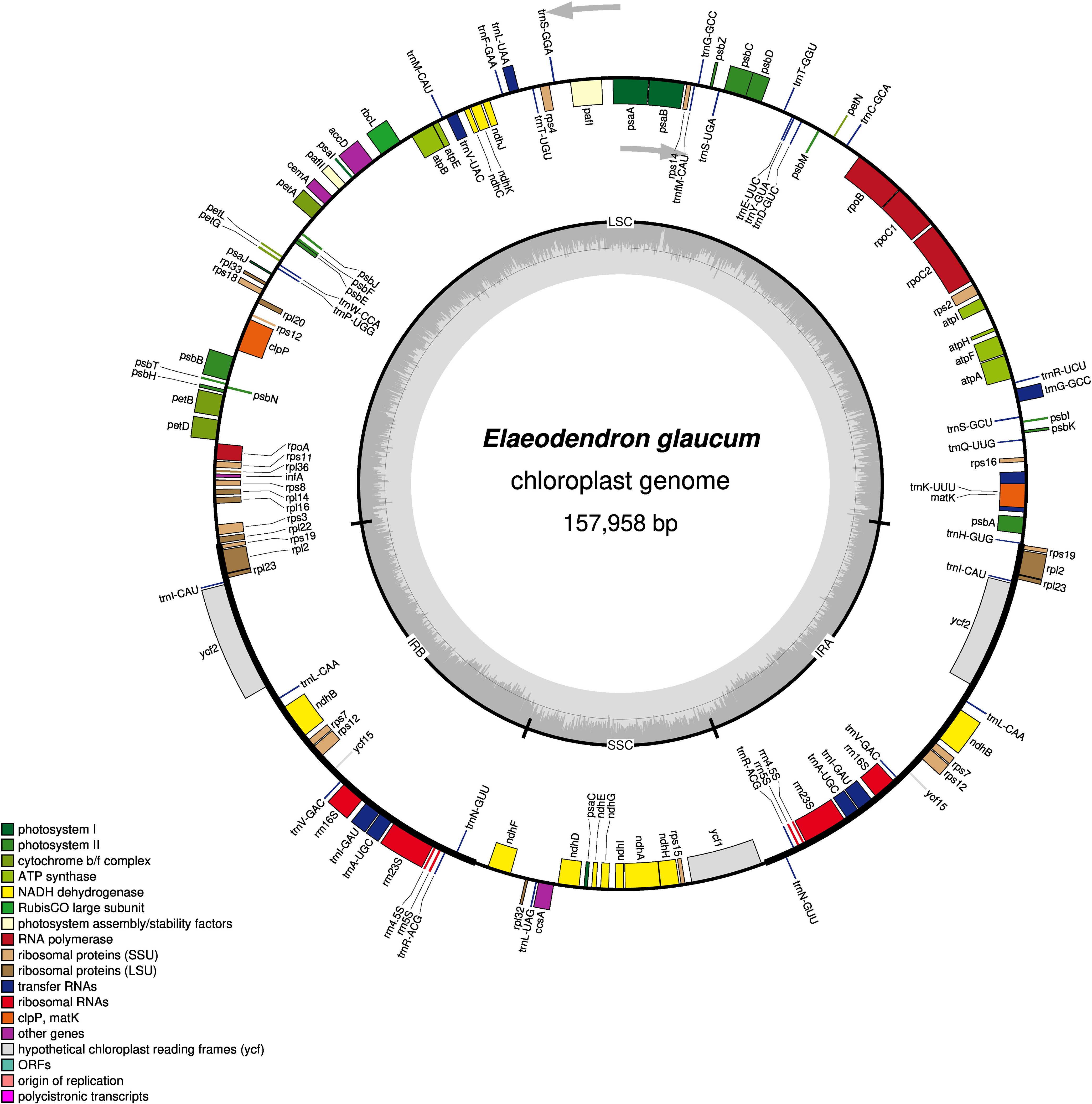 Circular diagram of the Elaeodendron glaucum chloroplast genome, totaling 157,958 base pairs. It features color-coded gene regions including photosystems, ATP synthase, and ribosomal proteins. Key regions like LSC, SSC, and IRB are marked. A legend at the bottom left explains the color codes for various gene types, such as photosystems in green and ribosomal RNAs in red.