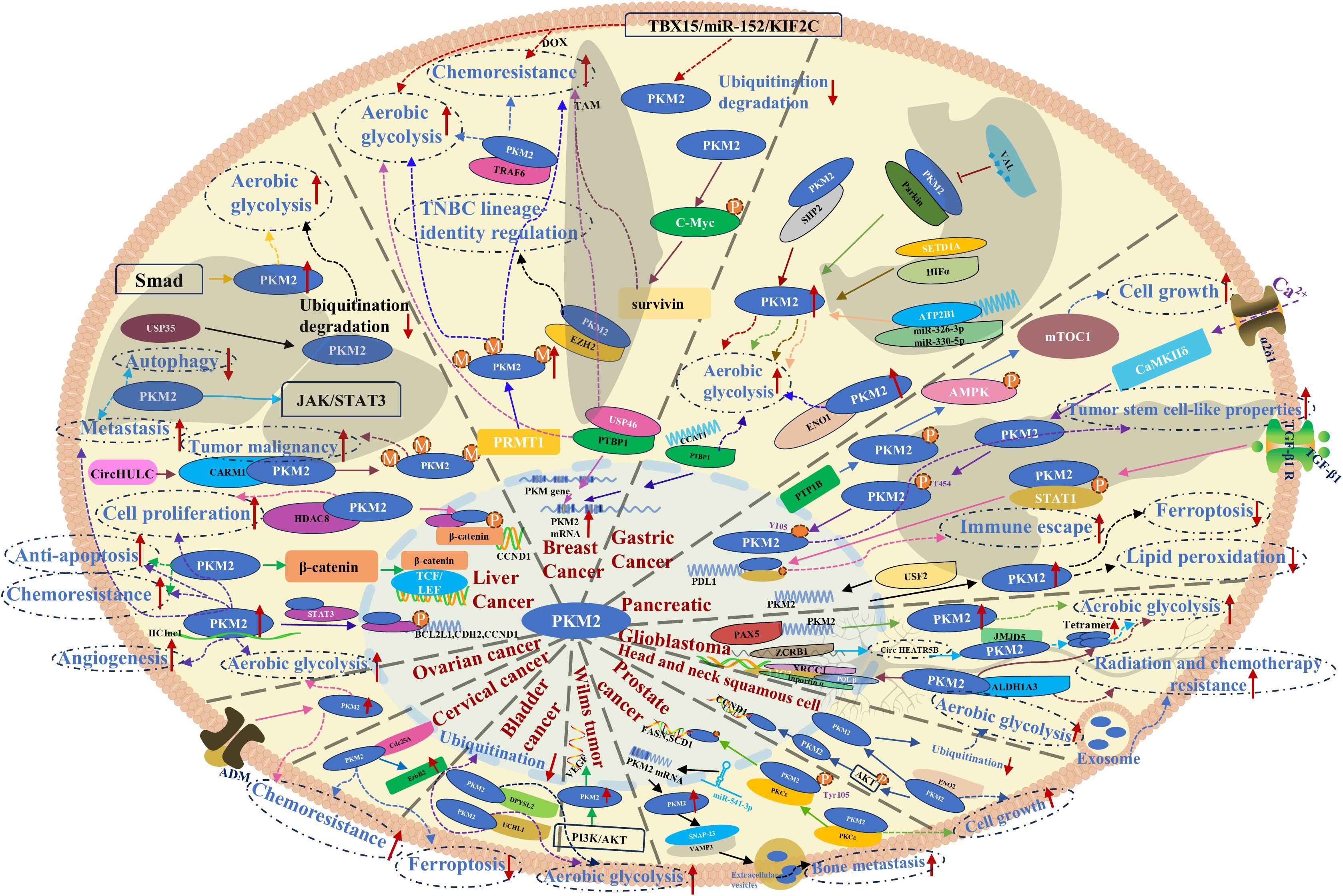 Diagram illustrating the role of PKM2 in cancer, showing its involvement in processes like aerobic glycolysis, chemosensitivity, immune escape, and cell proliferation. Pathways link PKM2 to various cancer types, including breast, liver, gastric, and ovarian cancer, highlighting mechanisms like ubiquitination, apoptosis, and metastasis.