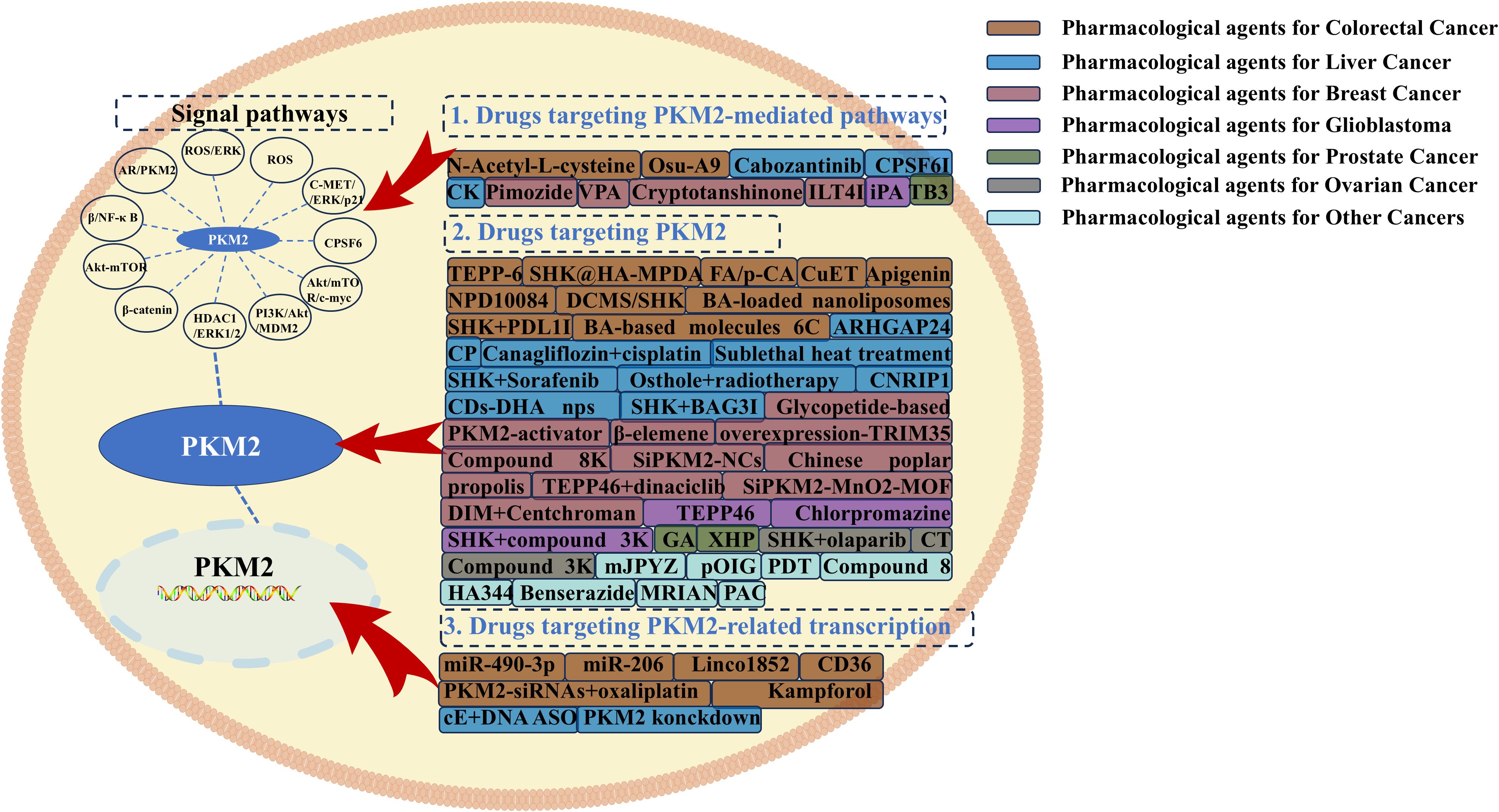 Diagram illustrating the PKM2 protein and its associated signaling pathways, targeted drugs, and transcription factors. It shows various drugs targeting PKM2-mediated pathways, PKM2 itself, and PKM2-related transcription. The color-coded legend indicates pharmacological agents for different cancers, including colorectal, liver, breast, glioblastoma, prostate, ovarian, and others.