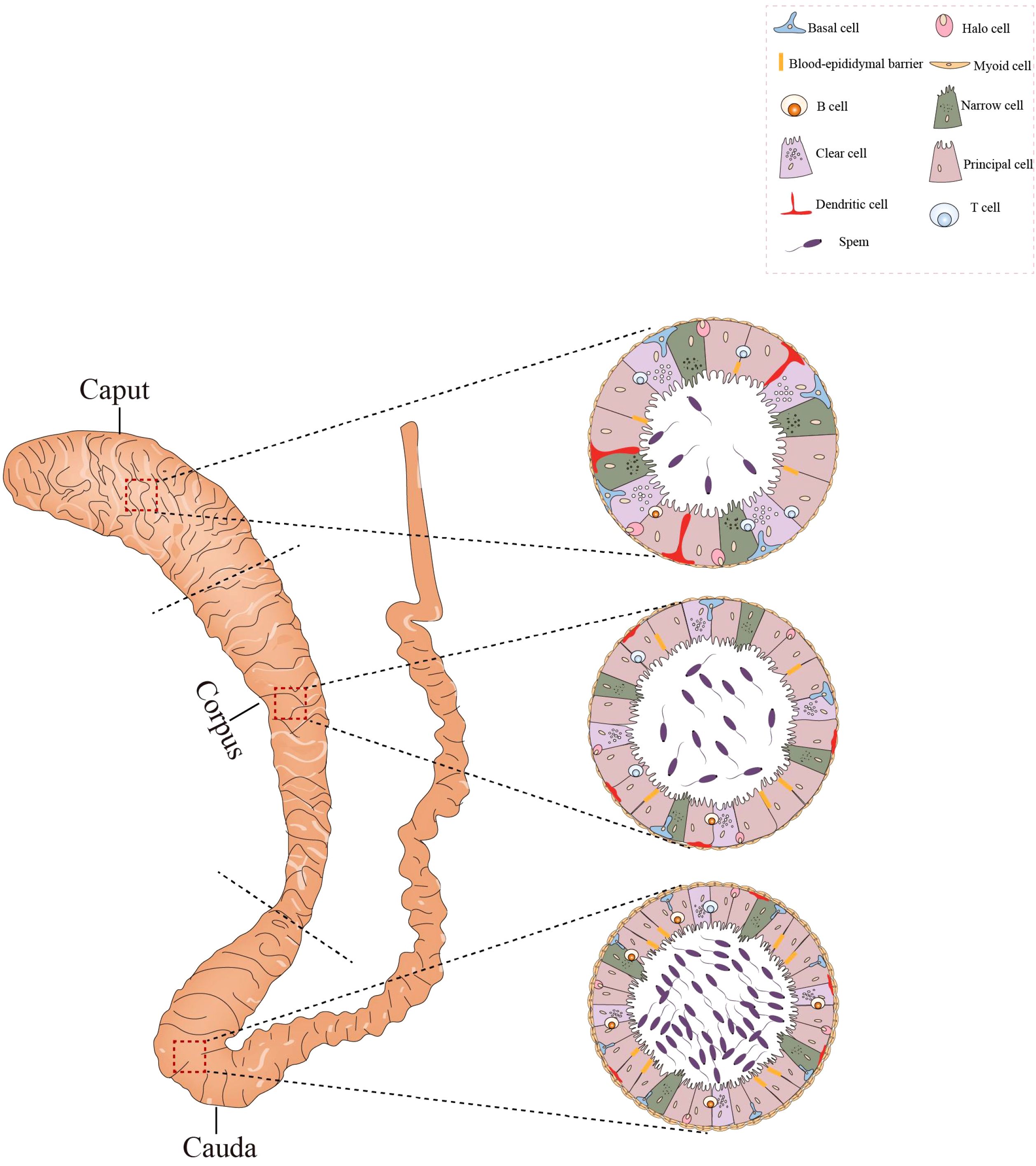 Illustration of the epididymis labeled with sections: caput, corpus, and cauda. Each section is magnified to show cross-sections of the duct. Cells like basal, halo, myoid, B, narrow, clear, principal, dendritic, and T cells are labeled. A legend provides cell identifiers and sperm is shown within the duct.