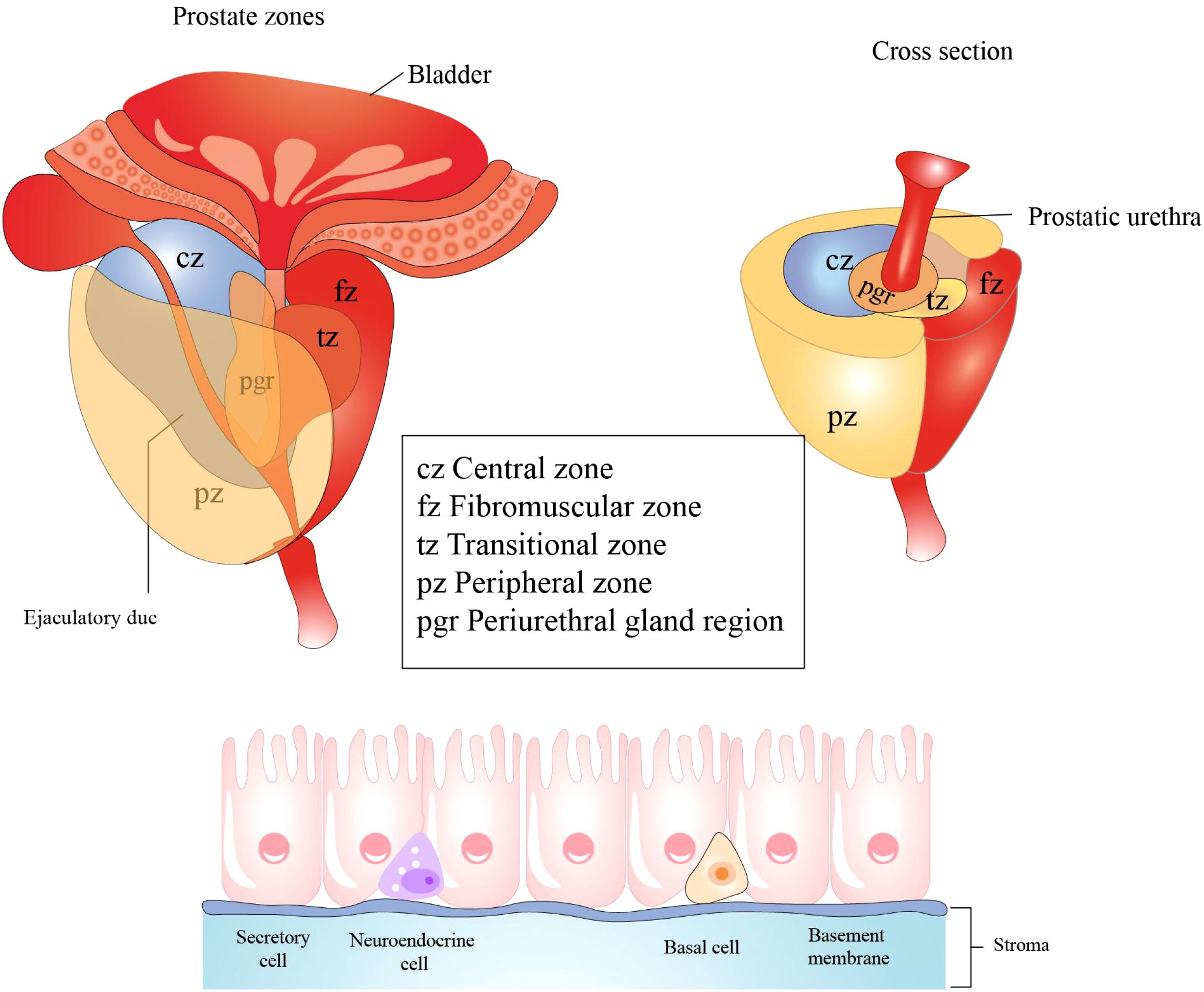 Diagram of prostate anatomy and tissue structure. The prostate zones are labeled: central zone (cz), fibromuscular zone (fz), transitional zone (tz), peripheral zone (pz), and periurethral gland region (pgr). A cross-section highlights the prostatic urethra. Below, the tissue structure shows secretory cells, neuroendocrine cells, basal cells, basement membrane, and stroma.