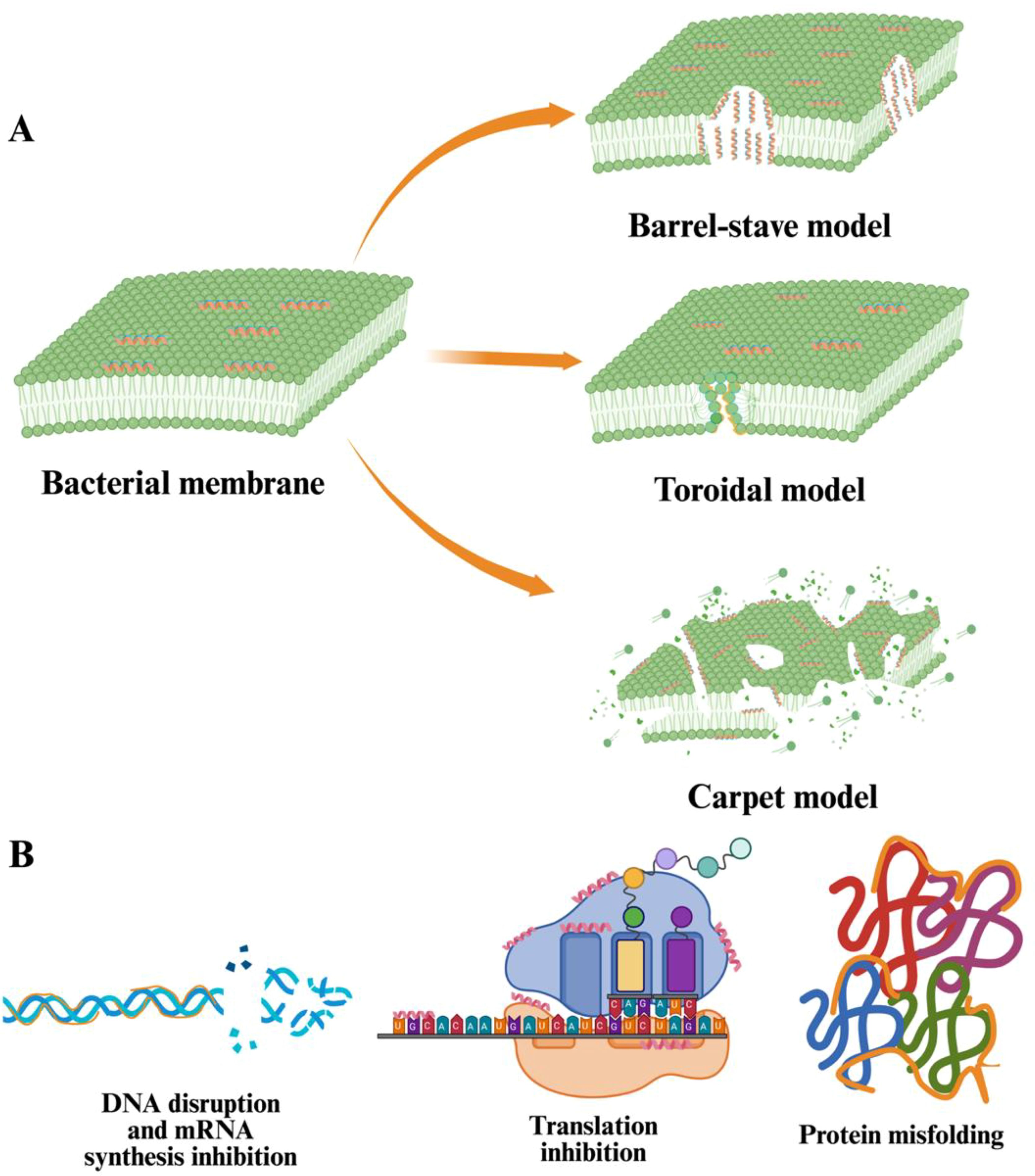 Diagram illustrating antimicrobial peptide action models on bacterial membranes. Part A shows the barrel-stave model, toroidal model, and carpet model, each disrupting the membrane. Part B depicts antimicrobial actions including DNA disruption and mRNA synthesis inhibition, translation inhibition, and protein misfolding.