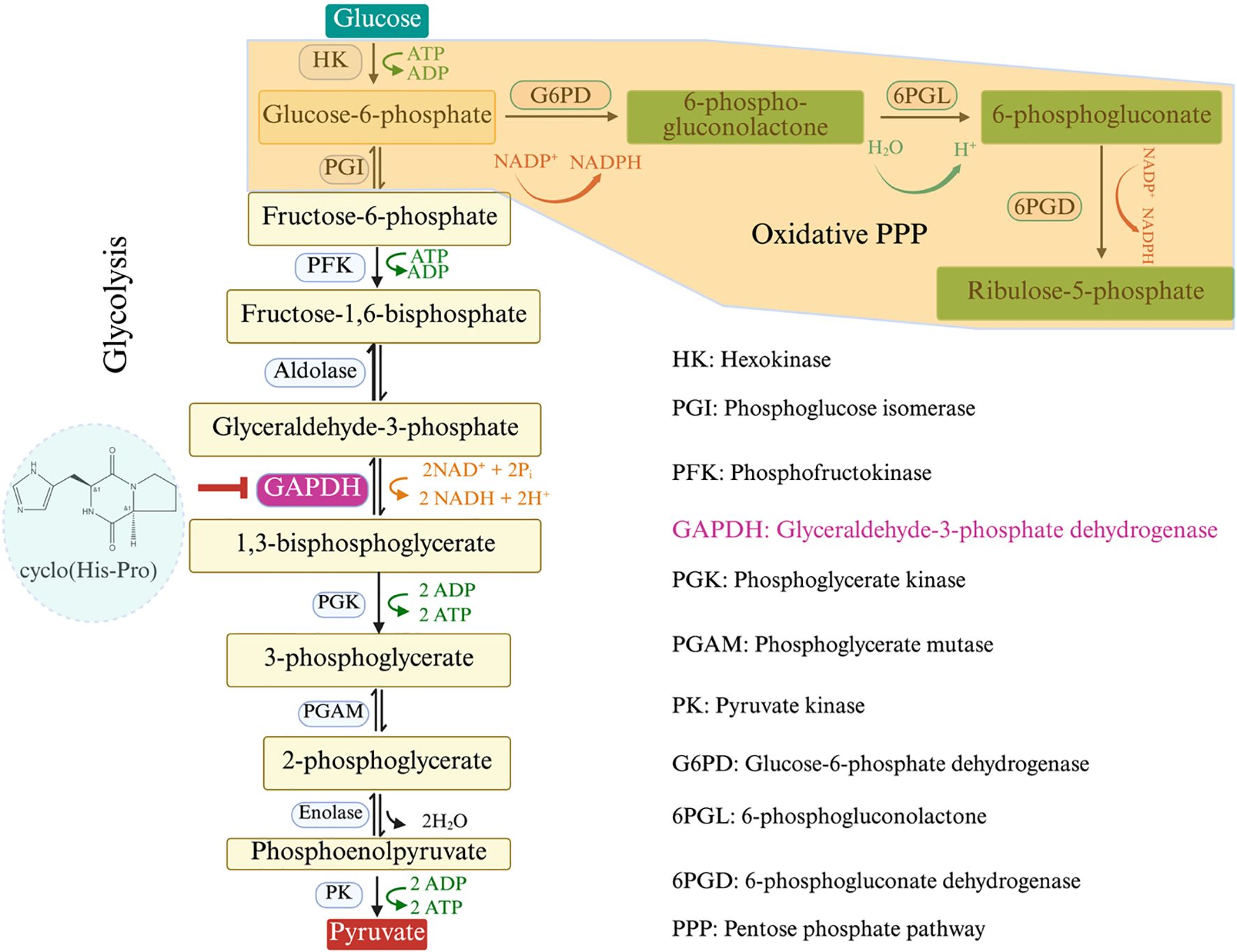Flowchart illustrating glycolysis and the oxidative phase of the pentose phosphate pathway. Glycolysis begins with glucose and proceeds through several intermediates, with enzymes like hexokinase and phosphofructokinase catalyzing reactions, leading to pyruvate. Highlighted is the role of glyceraldehyde-3-phosphate dehydrogenase (GAPDH) converting glyceraldehyde-3-phosphate to 1,3-bisphosphoglycerate. A separate segment shows the conversion of glucose-6-phosphate to ribulose-5-phosphate in the pentose phosphate pathway, involving enzymes such as glucose-6-phosphate dehydrogenase. Energy exchanges include ATP, ADP, NADP+, and NADPH. Annotations clarify enzyme abbreviations.