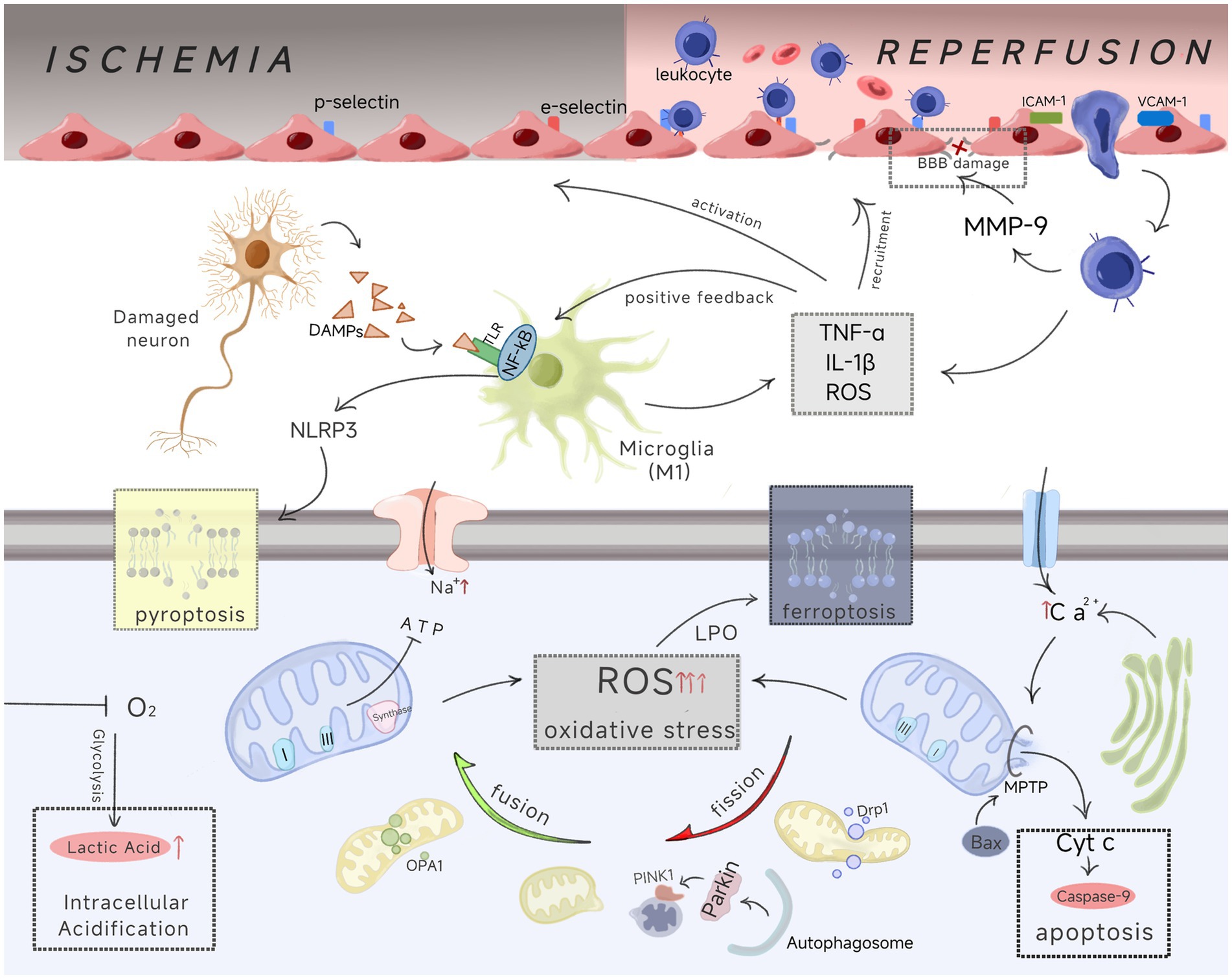 Diagram illustrating the process of ischemia-reperfusion injury. It shows damaged neurons releasing DAMPs, leading to microglia activation through TLR/NF-kB pathways. Activated microglia release TNF-α, IL-1β, and ROS, causing oxidative stress. The diagram depicts the occurrence of ferroptosis and pyroptosis, along with intracellular acidification. It shows interactions at the cellular level, including leukocyte recruitment, BBB damage, and mitochondrial fission and fusion. Key elements like MMP-9, ICAM-1, VCAM-1, and various cellular processes such as Ca²⁺ signaling, apoptosis, and autophagosome activity are highlighted.