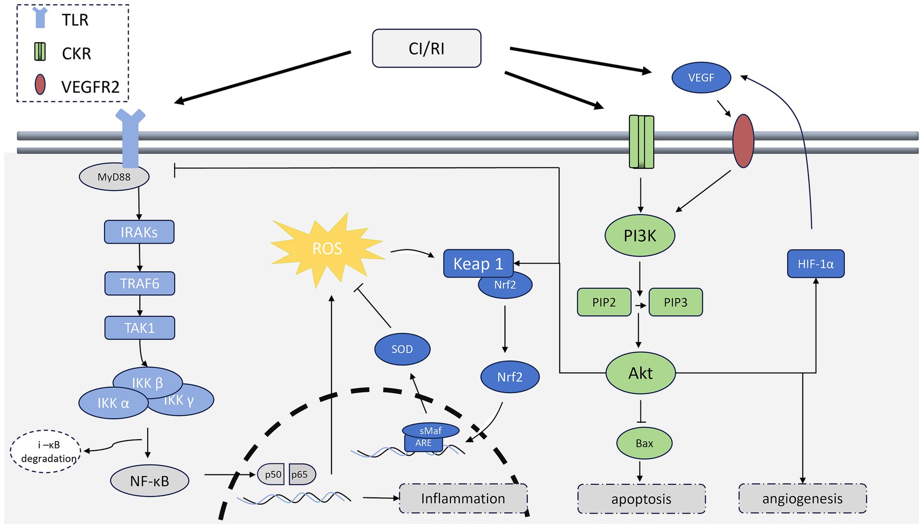 Diagram depicting cellular signaling pathways involving TLR, CKR, and VEGFR2 receptors linked to inflammation, apoptosis, and angiogenesis. Arrows indicate directionality of signaling between components like MyD88, IRAKs, ROS, PI3K, Akt, and Keap1/Nrf2. The image shows complex interactions contributing to cellular responses, highlighting molecular processes like NF-κB activation and HIF-1α involvement.