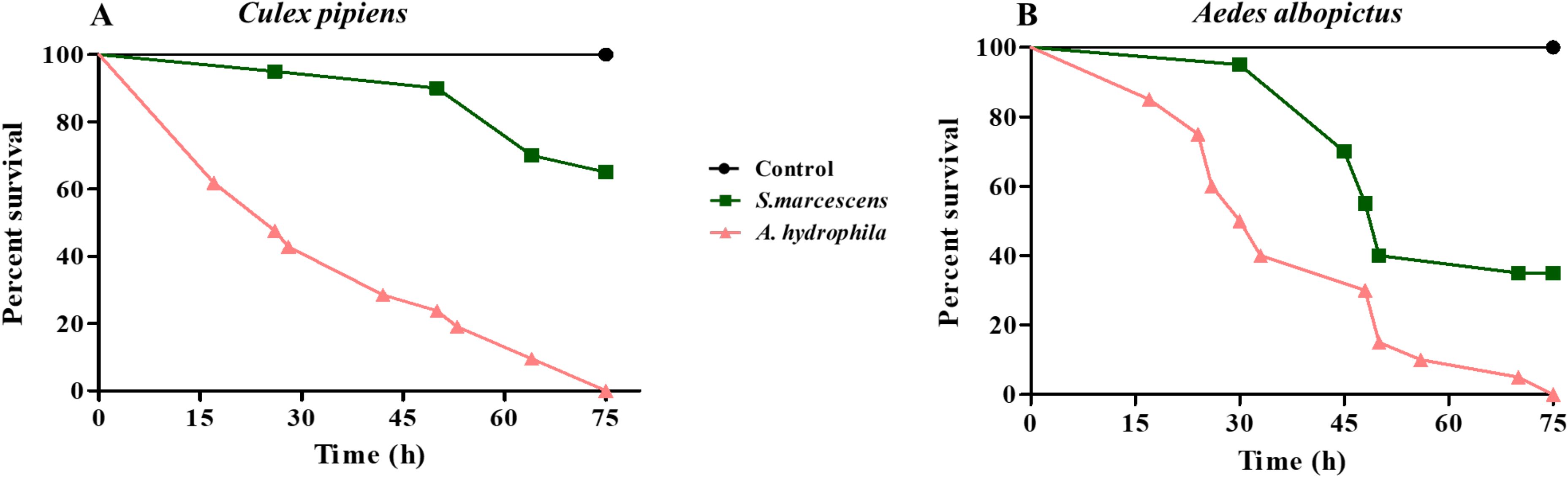 Two line graphs compare the survival rates of Culex pipiens and Aedes albopictus over 75 hours for three conditions: control, S. marcescens, and A. hydrophila. In both graphs, the control maintains 100% survival, while S. marcescens and A. hydrophila show declining survival rates. Culex pipiens experiences a sharper decrease in survival with A. hydrophila compared to Aedes albopictus.