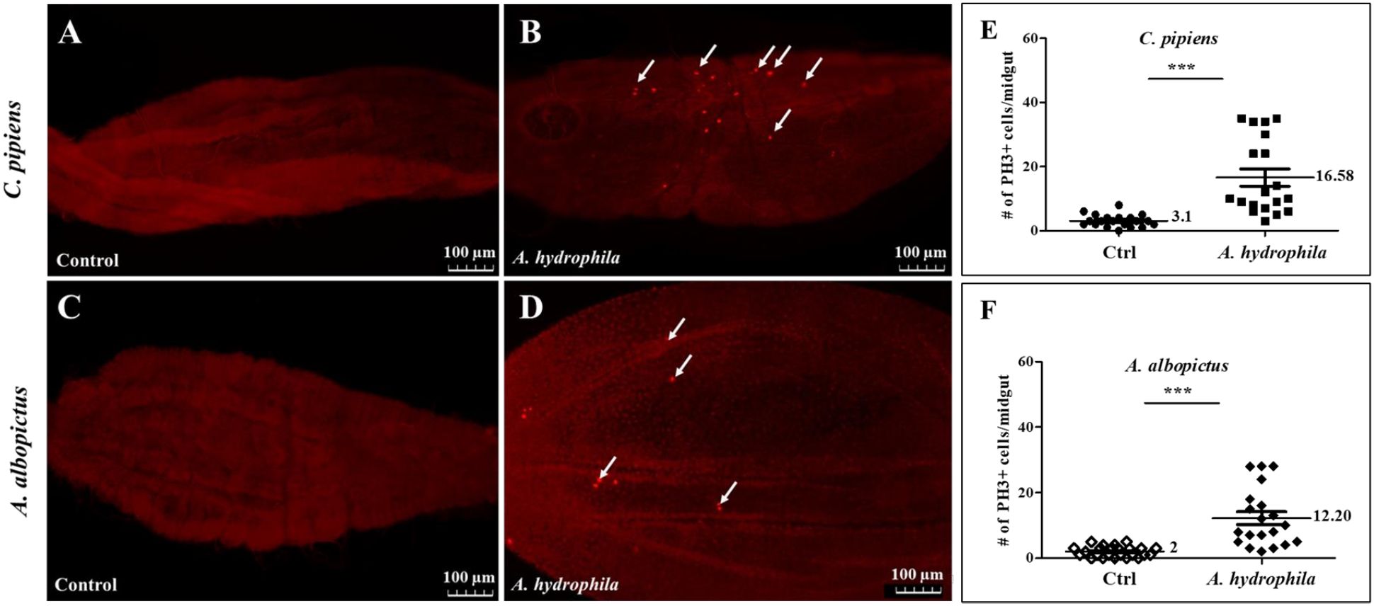 Fluorescence microscopy images and graphs depict the effects of Aeromonas hydrophila on mosquito midguts. Panels A and C show control samples for C. pipiens and A. albopictus respectively. Panels B and D display increased PH3+ cell counts in A. hydrophila-treated samples, indicated by arrows. Panel E shows a graph with a significant increase in PH3+ cells in C. pipiens, while panel F shows a similar increase in A. albopictus. Data are represented with statistical significance indicated by asterisks. Scale bars equal one hundred micrometers.