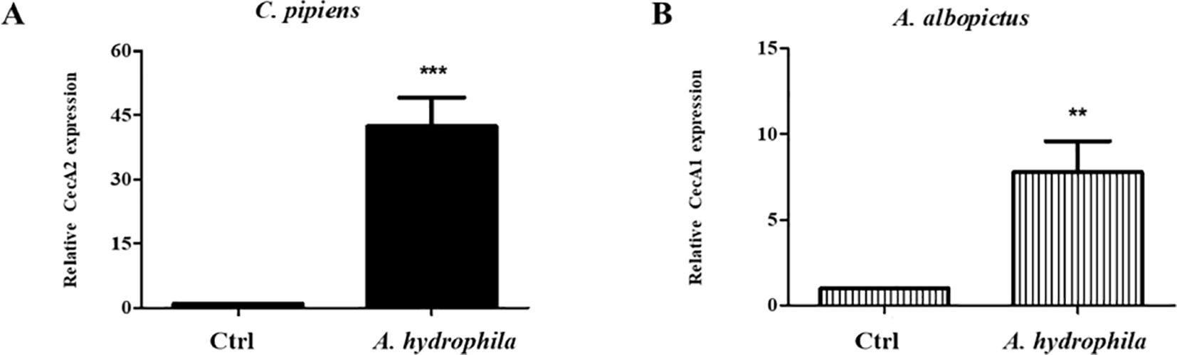 Bar graphs showing relative expression levels of CecA2 in *C. pipiens* (A) and CecA1 in *A. albopictus* (B) after exposure to *A. hydrophila*. Both exhibit significantly higher expression compared to control (Ctrl). Statistical significance is indicated by asterisks.