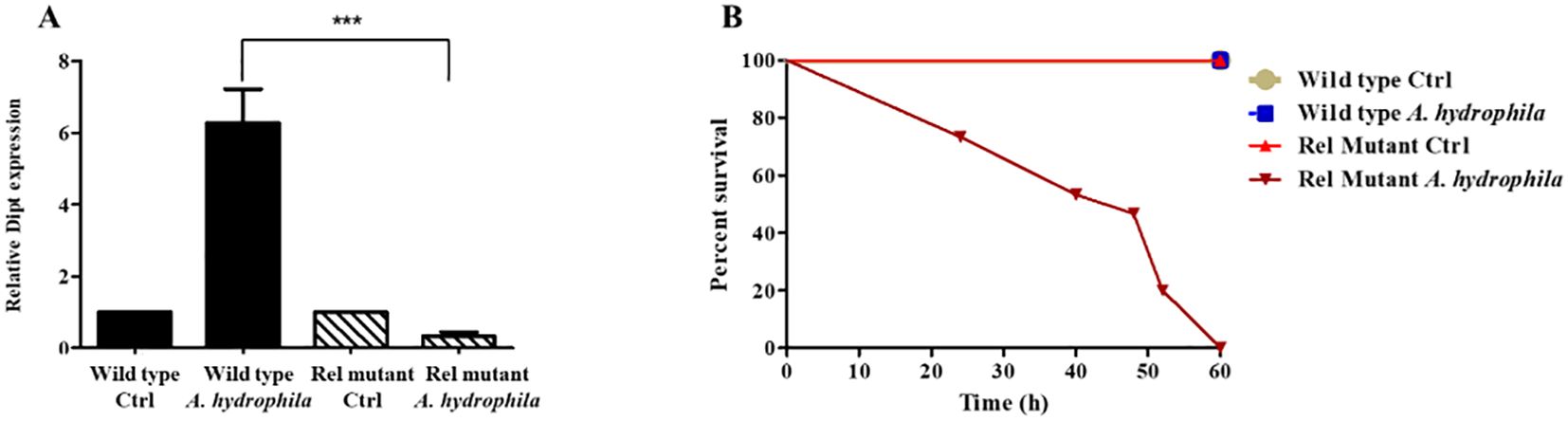 Chart A shows relative Dlp4 expression, with wild type *A. hydrophila* having the highest expression. Chart B shows survival rates over time, with wild type controls having higher survival compared to Rel mutant *A. hydrophila* which declines significantly.