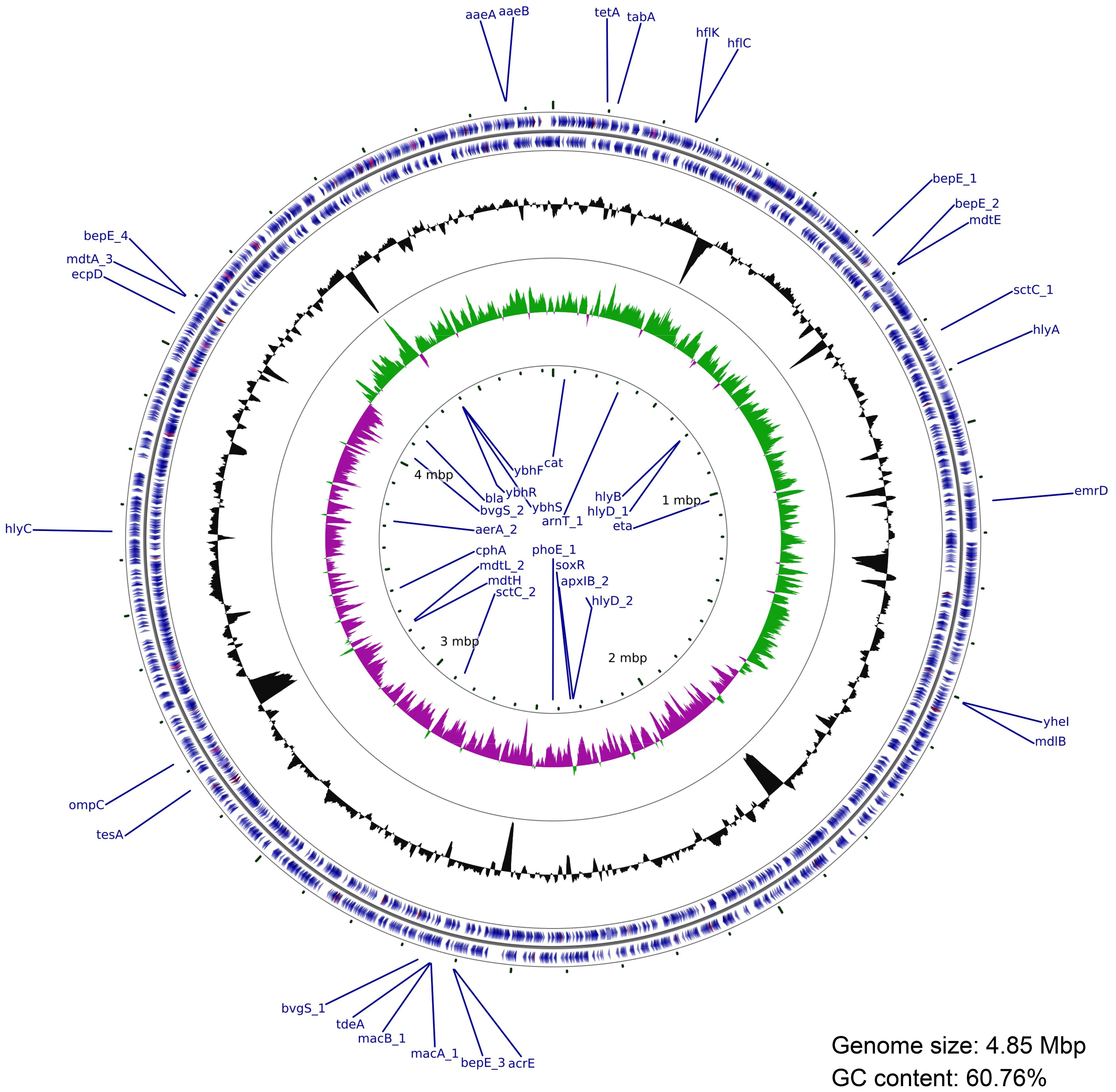 Circular genome map illustrating gene locations and arrangements. Multiple concentric circles display gene annotations and GC content, marked with labels like tetA and hlyC. Key metrics: genome size 4.85 Mbp, GC content 60.76%.