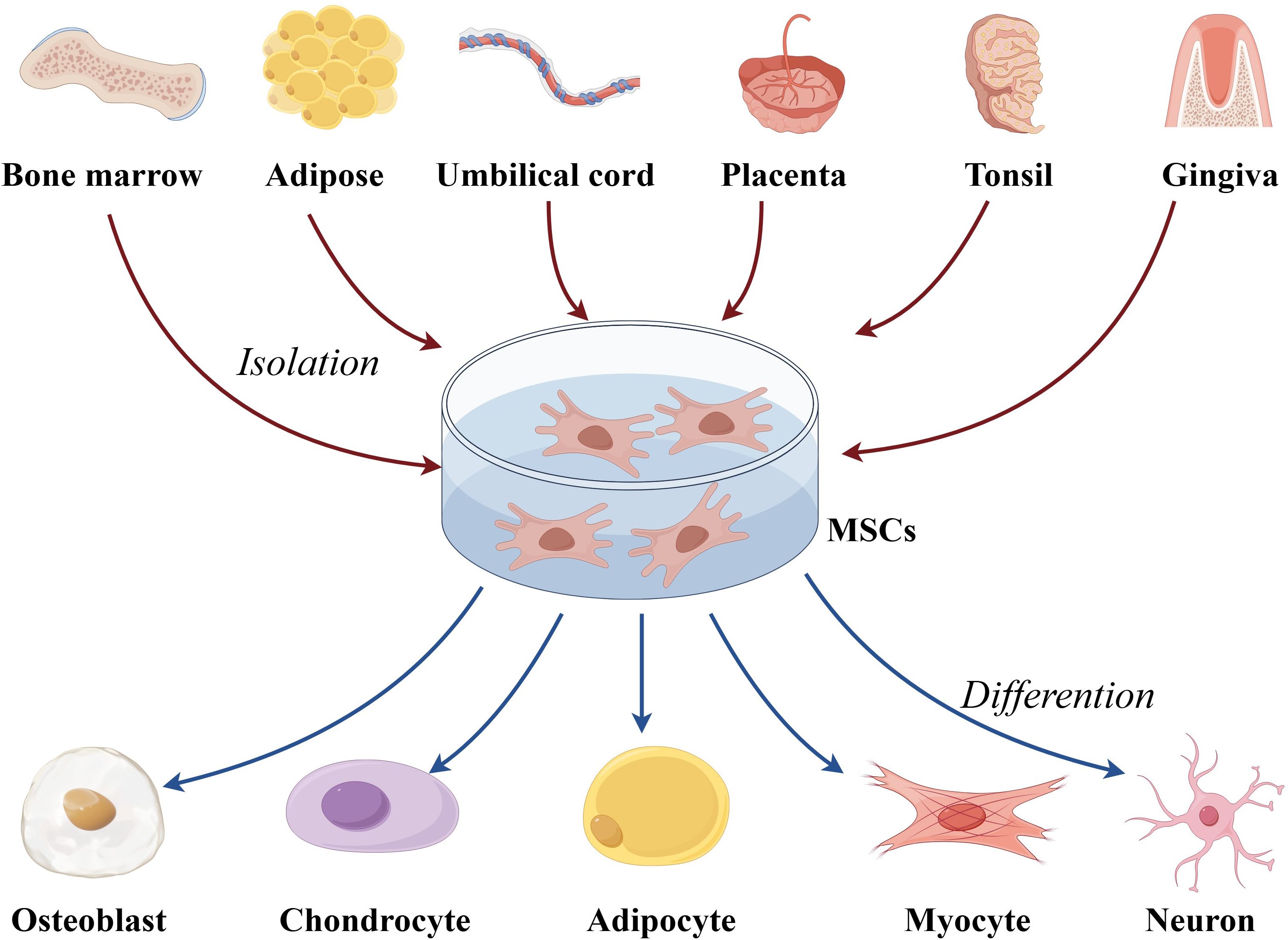 Diagram showing the isolation and differentiation of Mesenchymal Stem Cells (MSCs). Sources like bone marrow, adipose, umbilical cord, placenta, tonsil, and gingiva lead to MSC extraction. These MSCs then differentiate into osteoblasts, chondrocytes, adipocytes, myocytes, and neurons. Arrows and labels indicate the process flow.
