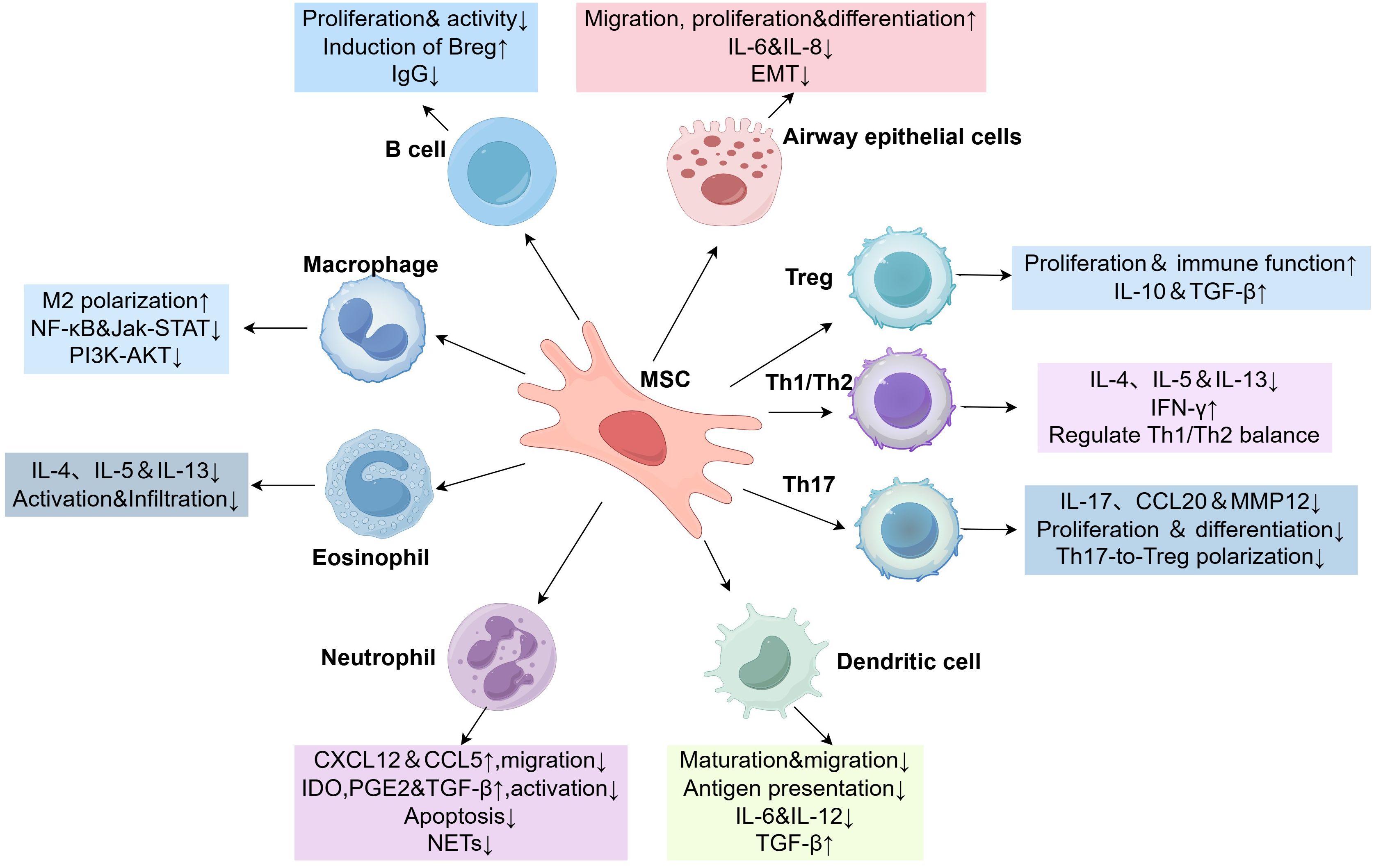 Diagram of mesenchymal stem cells (MSC) interacting with various immune cells, each with specific effects. B cells experience reduced proliferation and activity, while airway epithelial cells show increased migration, but reduced IL-6 and IL-8. Macrophages shift to M2 polarization. Eosinophil activation decreases. Neutrophils exhibit increased CXCL12 and CCL5 but reduced apoptosis. Dendritic cells have decreased maturation and antigen presentation. Treg cells show boosted proliferation. Th1/Th2 balance is regulated, while Th17 cells see reduced proliferation and Th17-to-Treg polarization. Each interaction highlights specific cytokines and pathways affected.