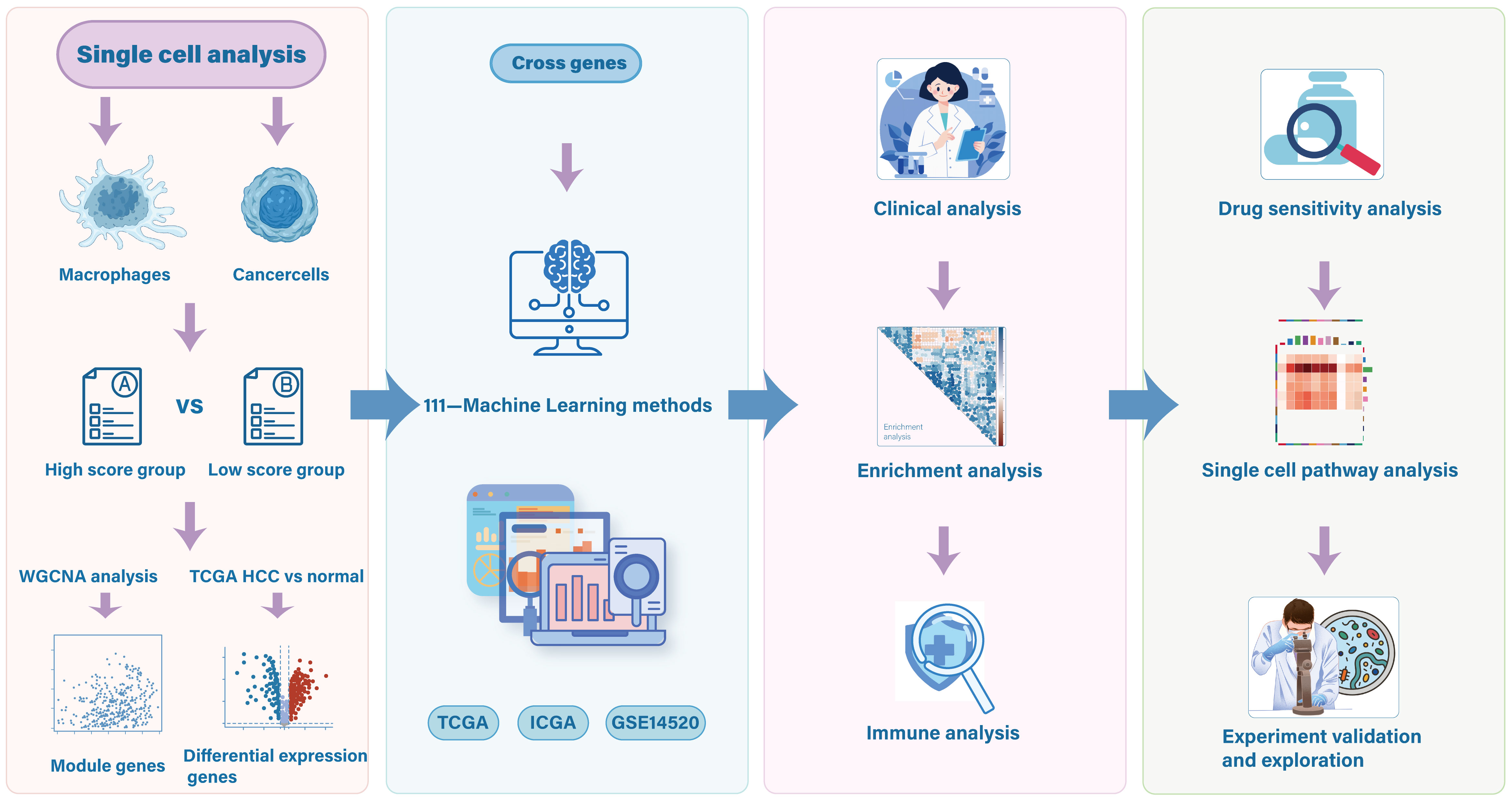 Flowchart illustrating a multi-step process of single cell analysis. It starts with analyzing macrophages and cancer cells divided into high and low score groups. This leads to WGCNA analysis and TCGA analysis, identifying module genes and differential expression genes. The process continues with cross-gene identification through machine learning, involving clinical, enrichment, and immune analyses. It concludes with drug sensitivity and single cell pathway analyses, followed by experimental validation and exploration.