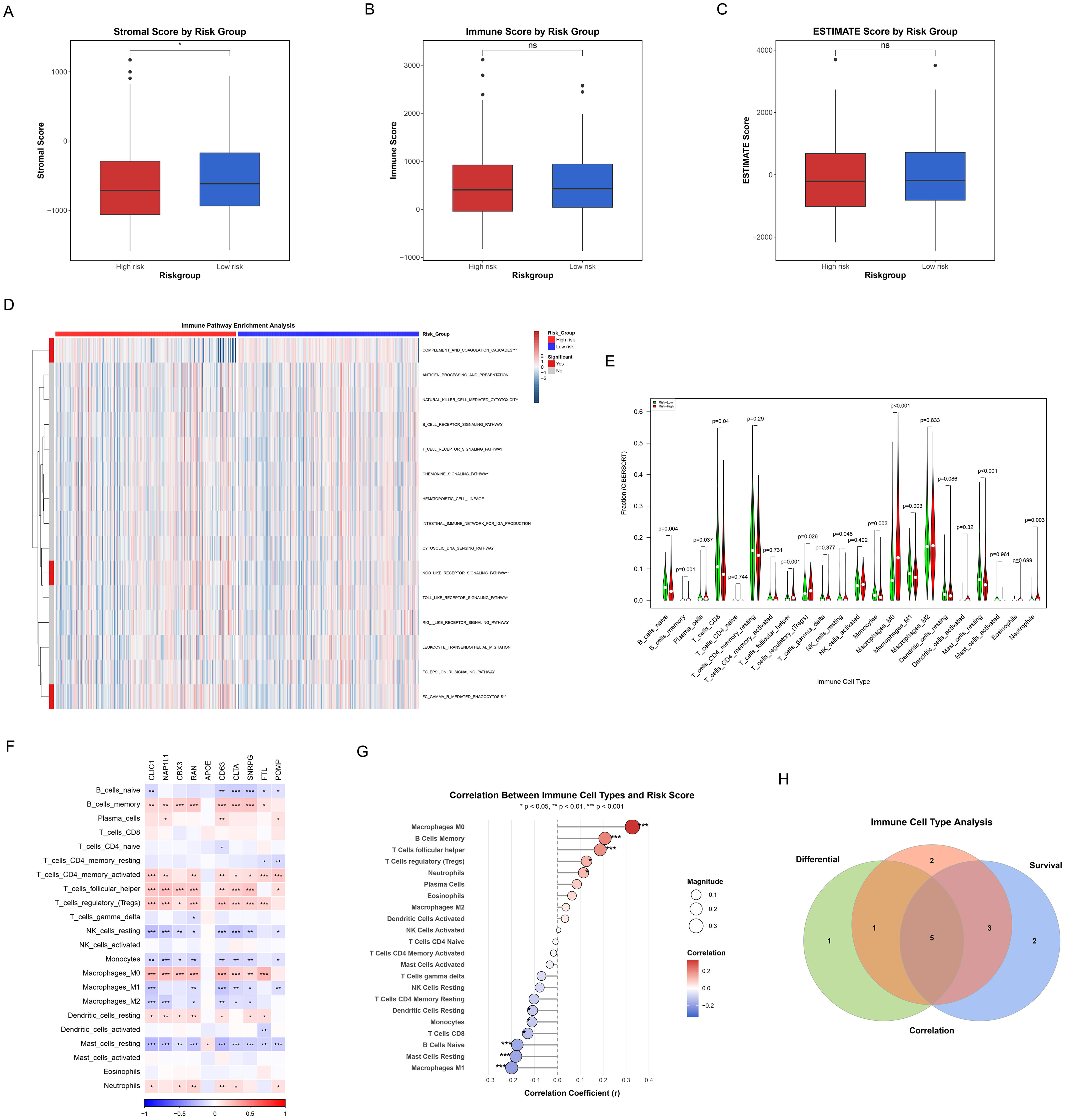 Panel A to C display box plots comparing stromal, immune, and ESTIMATE scores by risk group, with high and low-risk categories shown in red and blue. Panel D presents a heatmap on immune pathway enrichment analysis, highlighting expression levels in red and blue gradients. Panel E is a bar chart depicting infiltration proportions across various immune cell types with significance values labeled. Panel F shows a heatmap of correlation coefficients between immune cell types and specific genes. Panel G offers a bubble chart illustrating the correlation between immune cell types and risk scores, with bubble sizes and colors varying by magnitude and correlation. Panel H is a Venn diagram for immune cell type analysis indicating differential, survival, and correlation categories.