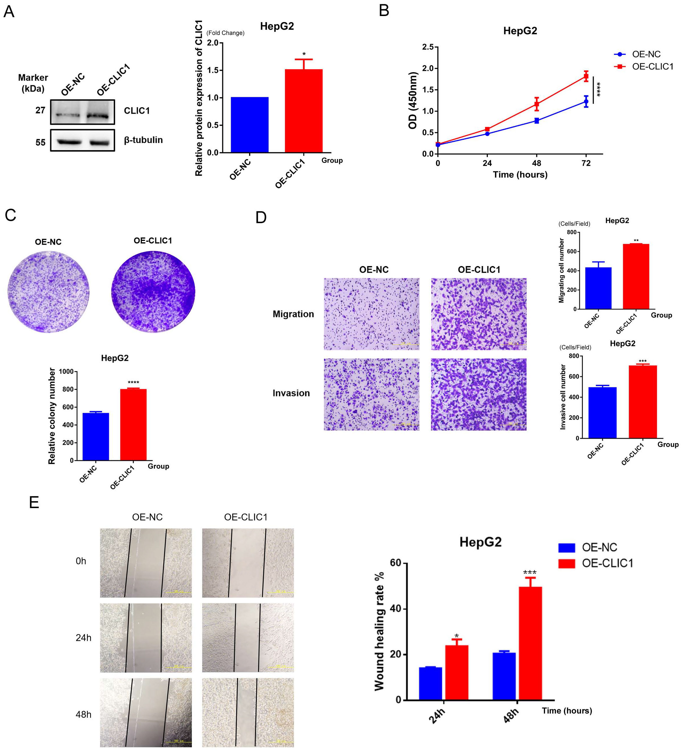 Composite image showing experimental data related to HepG2 cells with OE-NC and OE-CLIC1 treatments. (A) Western blot and bar graph showing increased CLIC1 expression in OE-CLIC1. (B) Growth curve indicating higher OD in OE-CLIC1 over 72 hours. (C) Colony formation assay with visibly more colonies in OE-CLIC1, supported by a bar graph. (D) Images and bar graphs illustrating increased migration and invasion in OE-CLIC1. (E) Wound healing assay showing faster closure in OE-CLIC1, as shown by sequential images and bar graph. Statistical significance indicated by asterisks.