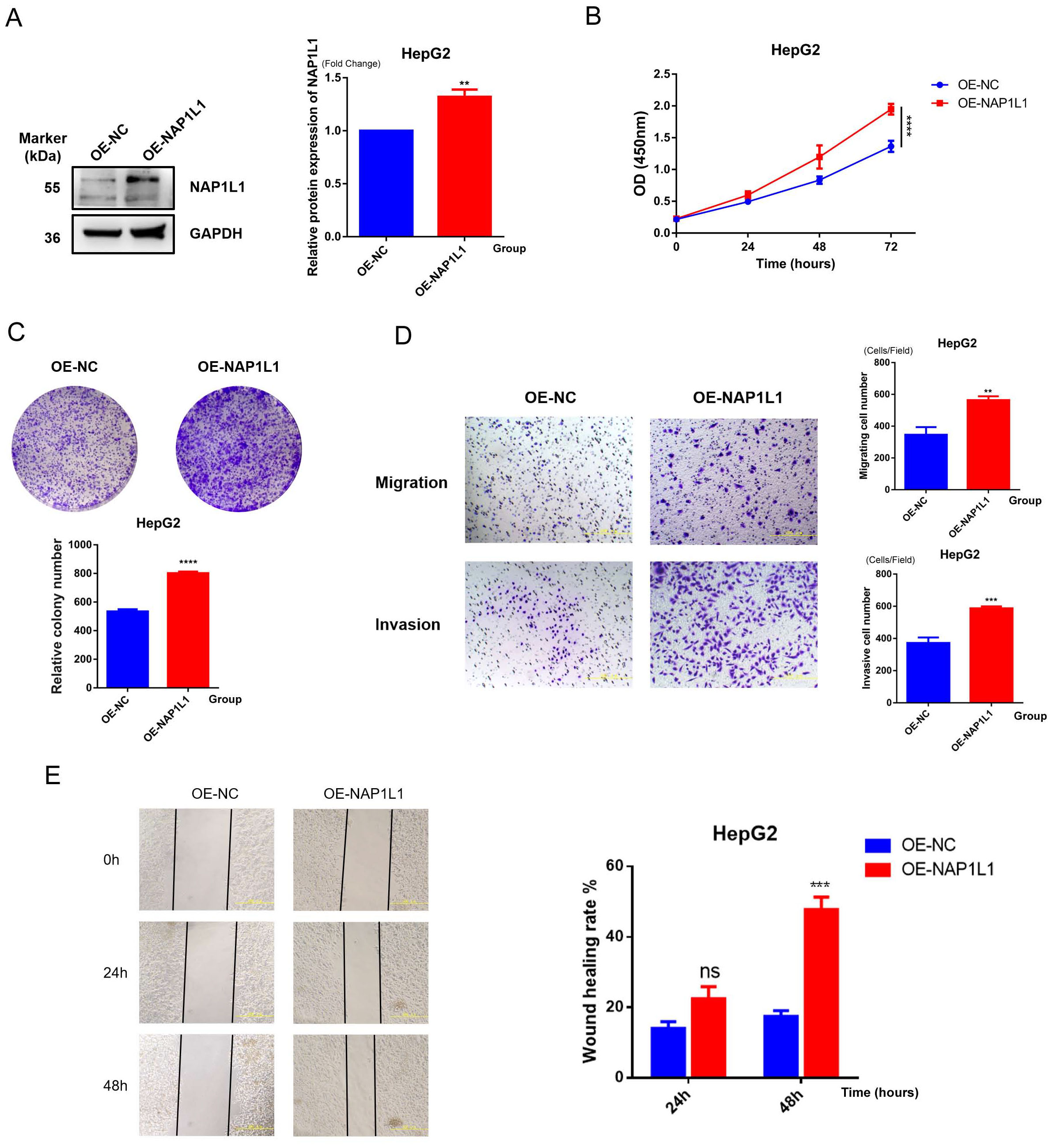 Western blot and bar graph in panel A show increased NAP1L1 expression in HepG2 cells. Panel B's growth curve indicates the proliferation advantage of OE-NAP1L1 over OE-NC. Panel C displays colony formation assays with more colonies in OE-NAP1L1, supported by a bar graph. Panel D includes migration and invasion assays with higher cell numbers in OE-NAP1L1, illustrated by bar graphs. Panel E's wound healing assays show greater rates in OE-NAP1L1 over time, confirmed by a bar graph. Statistical significance is denoted by asterisks.