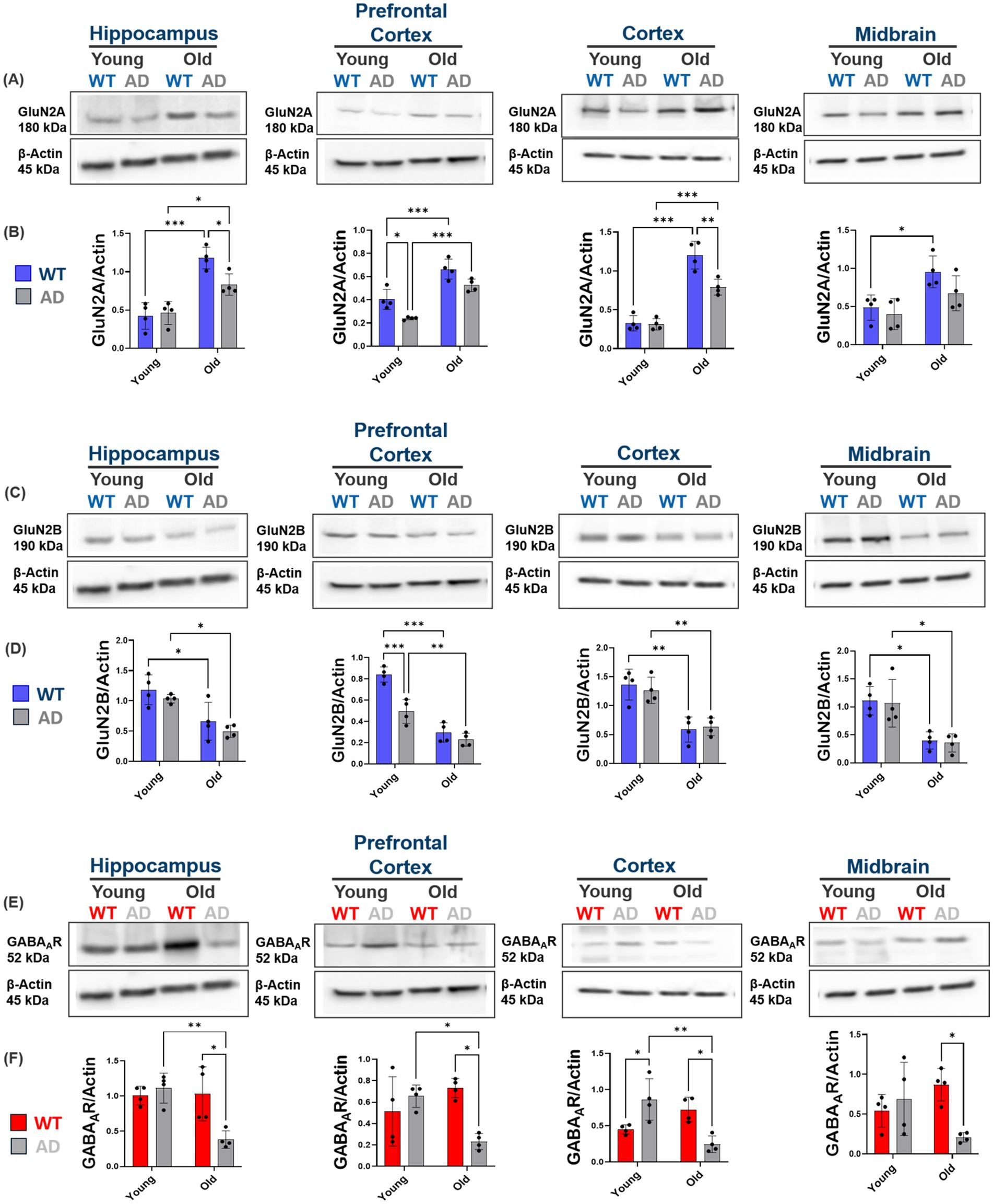 Western blot and bar graph analysis of protein expression in brain regions. Panels A and B show GluN2A levels in hippocampus, prefrontal cortex, cortex, and midbrain for young and old mice, comparing wild-type (WT) and Alzheimer’s disease (AD) models. Panels C and D depict GluN2B levels under similar conditions. Panels E and F display GABA\(_A\)R expression. Statistical significance is indicated with asterisks. Blue bars represent WT, while gray and red represent AD. Protein bands are shown with actin as a loading control. Each bar graph compares expression levels with actin normalization.