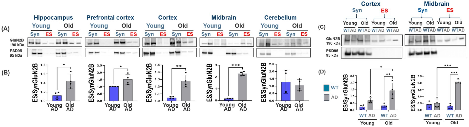 Western blot analysis and bar graphs showing GluN2B and PSD95 expression in brain regions for young and old AD and WT groups. Panels A and C display protein bands for hippocampus, prefrontal cortex, cortex, midbrain, and cerebellum. Panels B and D compare ES/SynGluN2B ratios with significant differences indicated. Young and old groups are compared under different conditions showing protein abundance and statistical significance (*, **, ***).