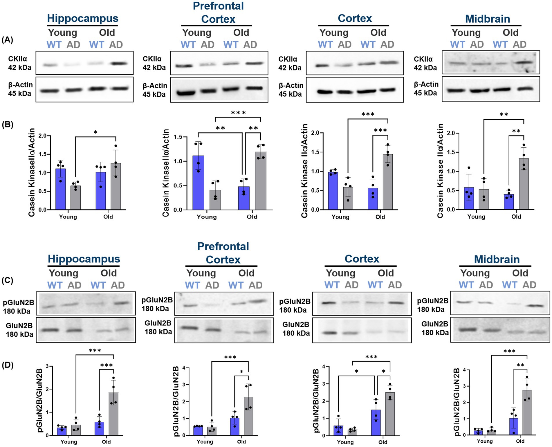 Western blot and bar graph analysis comparing protein expression between young and old wild type (WT) and Alzheimer’s Disease (AD) mice. Panels (A) and (C) display blots for CKIIα and pGluN2B in different brain regions: hippocampus, prefrontal cortex, cortex, and midbrain. β-Actin and GluN2B serve as loading controls. Panels (B) and (D) present quantified data as bar graphs, showing significant differences, indicated by asterisks, in protein levels across age and condition groups.
