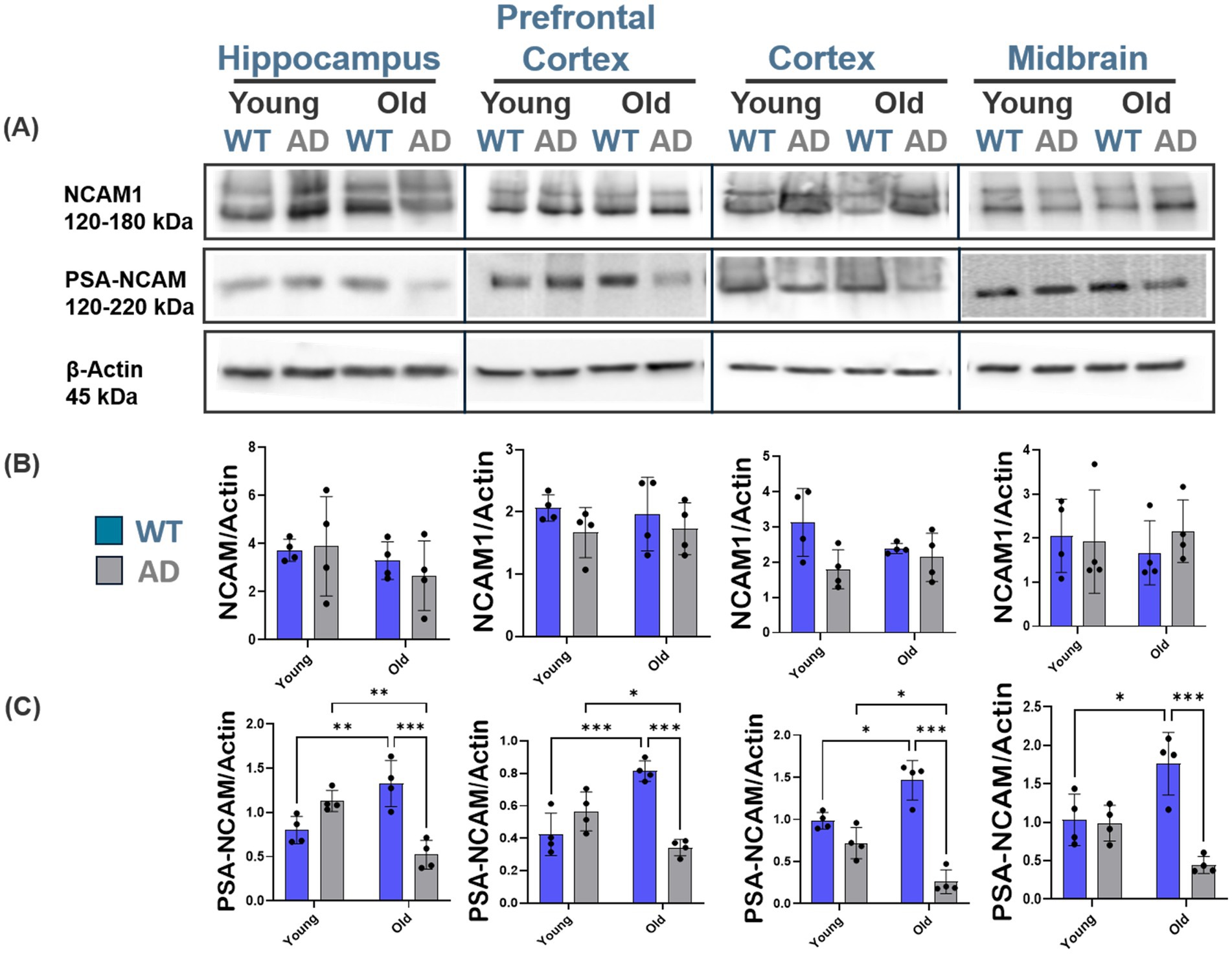 Western blot and bar graph analysis of NCAM1 and PSA-NCAM expression in the hippocampus, prefrontal cortex, cortex, and midbrain of wild type (WT) and Alzheimer's disease (AD) mice, categorized by age (young and old). Panel A shows protein bands for NCAM1, PSA-NCAM, and β-Actin. Panel B displays NCAM1/Actin ratios, while Panel C presents PSA-NCAM/Actin ratios. Significant differences are marked with asterisks. WT is represented in blue and AD in gray.