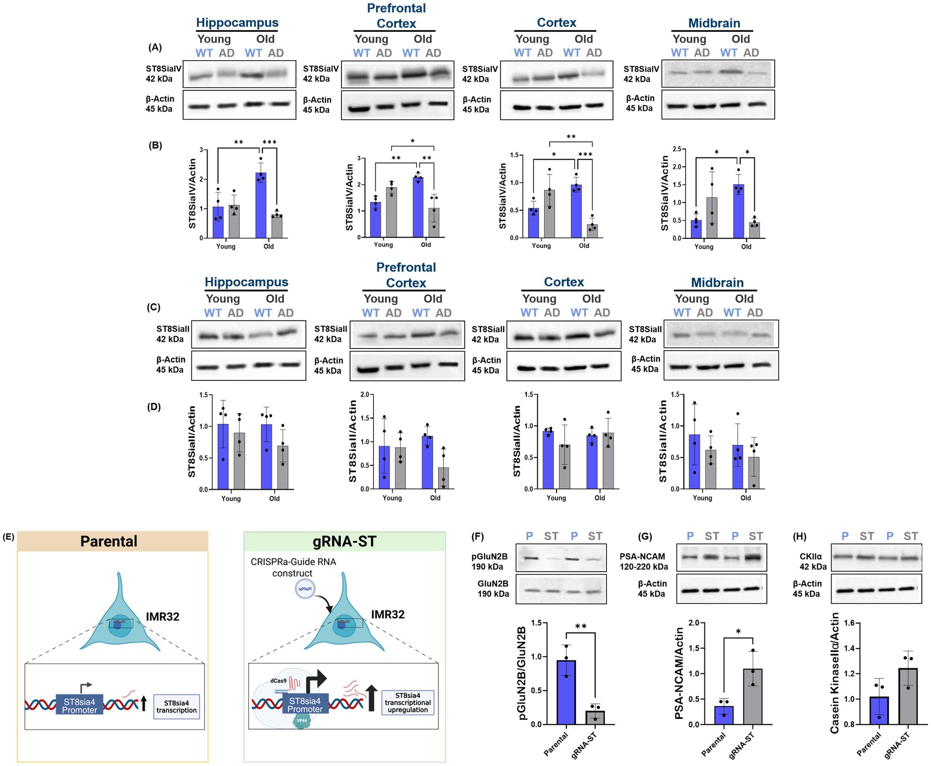 Composite image showing experimental data and diagrams. (A) and (C) display Western blot results for ST8SiaIV and ST8SiaII across brain regions and age groups. (B) and (D) show corresponding bar graphs with statistical significance indicated by asterisks. (E) depicts diagrams of parental and gRNA-ST IMR32 cells, highlighting ST8SiaII transcription and upregulation. (F), (G), and (H) present Western blot results and bar graphs for protein expression levels in parental and gRNA-ST samples, showing different protein expressions such as GluN2B and PSA-NCAM. Statistical significance is denoted in graphs.