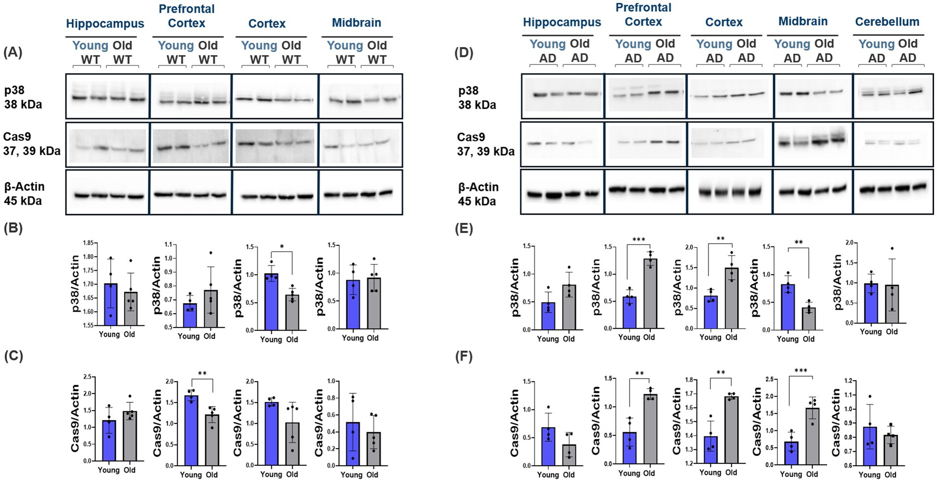 Western blot and bar graph analysis of brain tissue expression in young and old wild-type (WT) and Alzheimer's disease (AD) models. Panels A and D show p38, Cas9, and β-Actin expressions in hippocampus, prefrontal cortex, midbrain, cortex, and cerebellum. Panels B, C, E, and F present p38/Actin and Cas9/Actin expression ratios with statistical significance indicated.