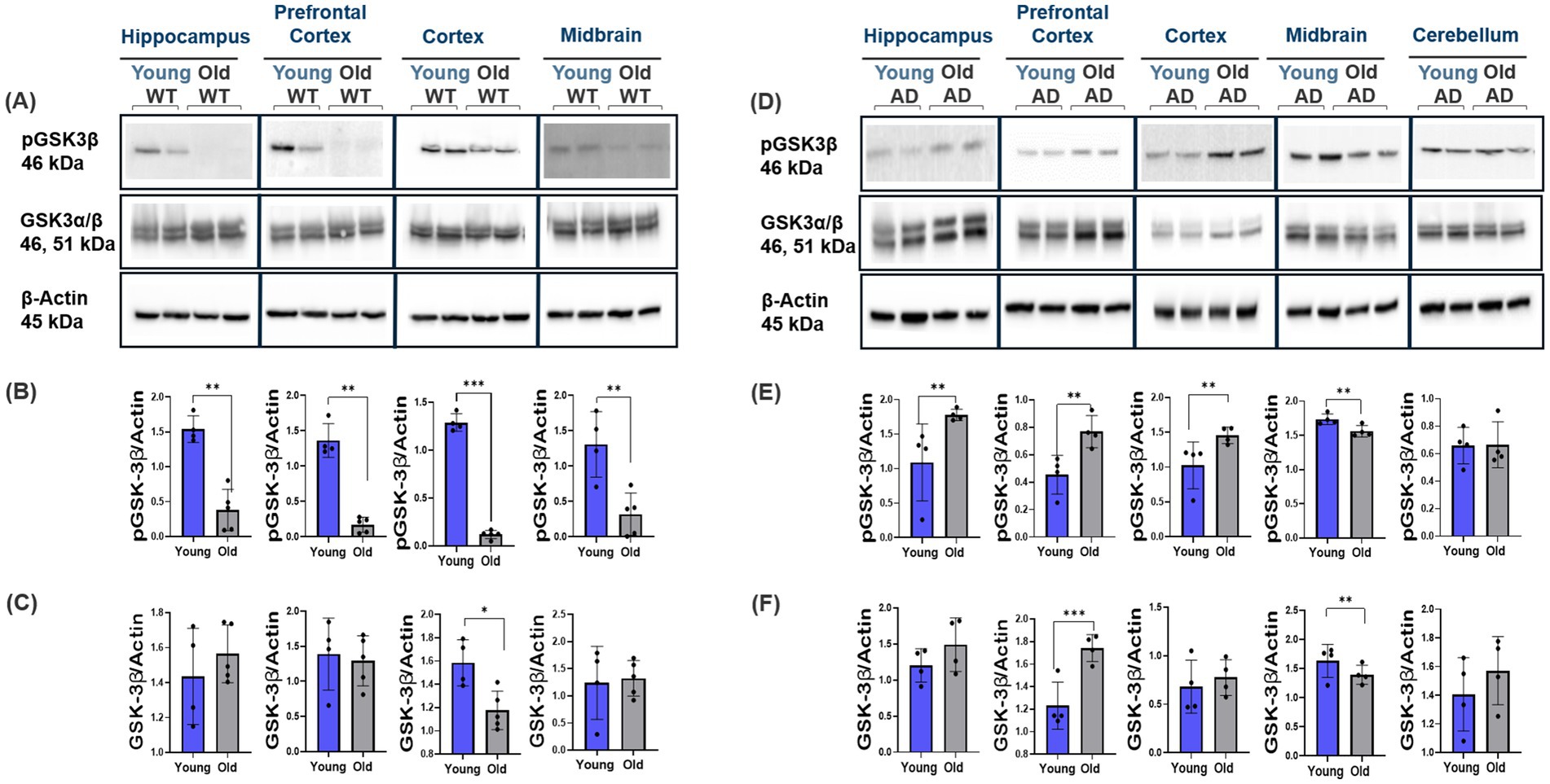 Panels show Western blot analysis and bar graphs comparing pGSK3β, GSK3α/β, and β-Actin expression across brain regions in young and old wild-type (WT) and Alzheimer's disease (AD) mice. Panel A and D display blot images. Panels B, C, E, and F present quantified data with significant differences marked by asterisks, indicating statistical significance levels.