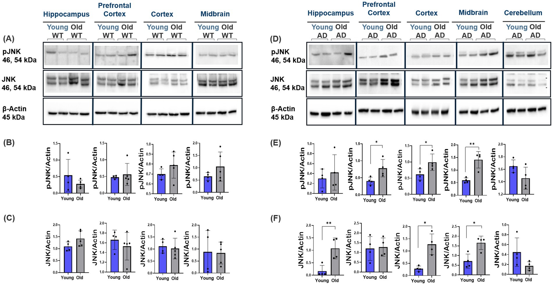 Western blot and bar graphs analyzing pJNK, JNK, and β-Actin in various brain regions (hippocampus, prefrontal cortex, cortex, midbrain, cerebellum) comparing young and old, WT and AD mice. Panels A and D show protein bands, while B, C, E, and F depict quantitative bar graphs with pJNK/Actin and JNK/Actin ratios. Notable changes are marked with asterisks indicating significant differences.