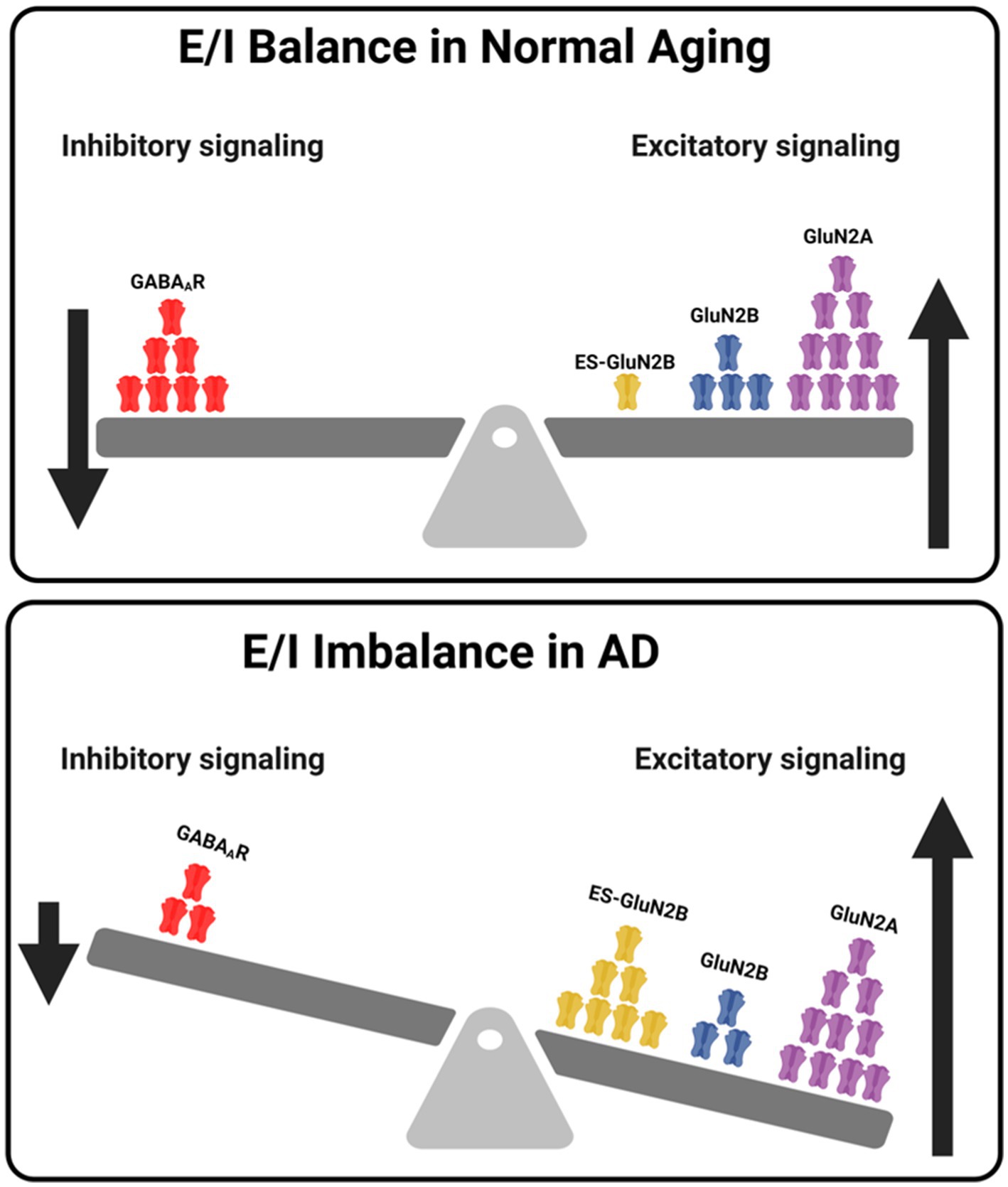 Illustration comparing excitatory and inhibitory signaling balance in normal aging and Alzheimer's disease (AD). In normal aging, inhibitory signaling with GABA\(_A\)R is balanced against excitatory signals GluN2A, GluN2B, and ES-GluN2B. In AD, the imbalance shows reduced GABA\(_A\)R and increased excitatory signals, represented by a tipped scale favoring excitatory signaling.