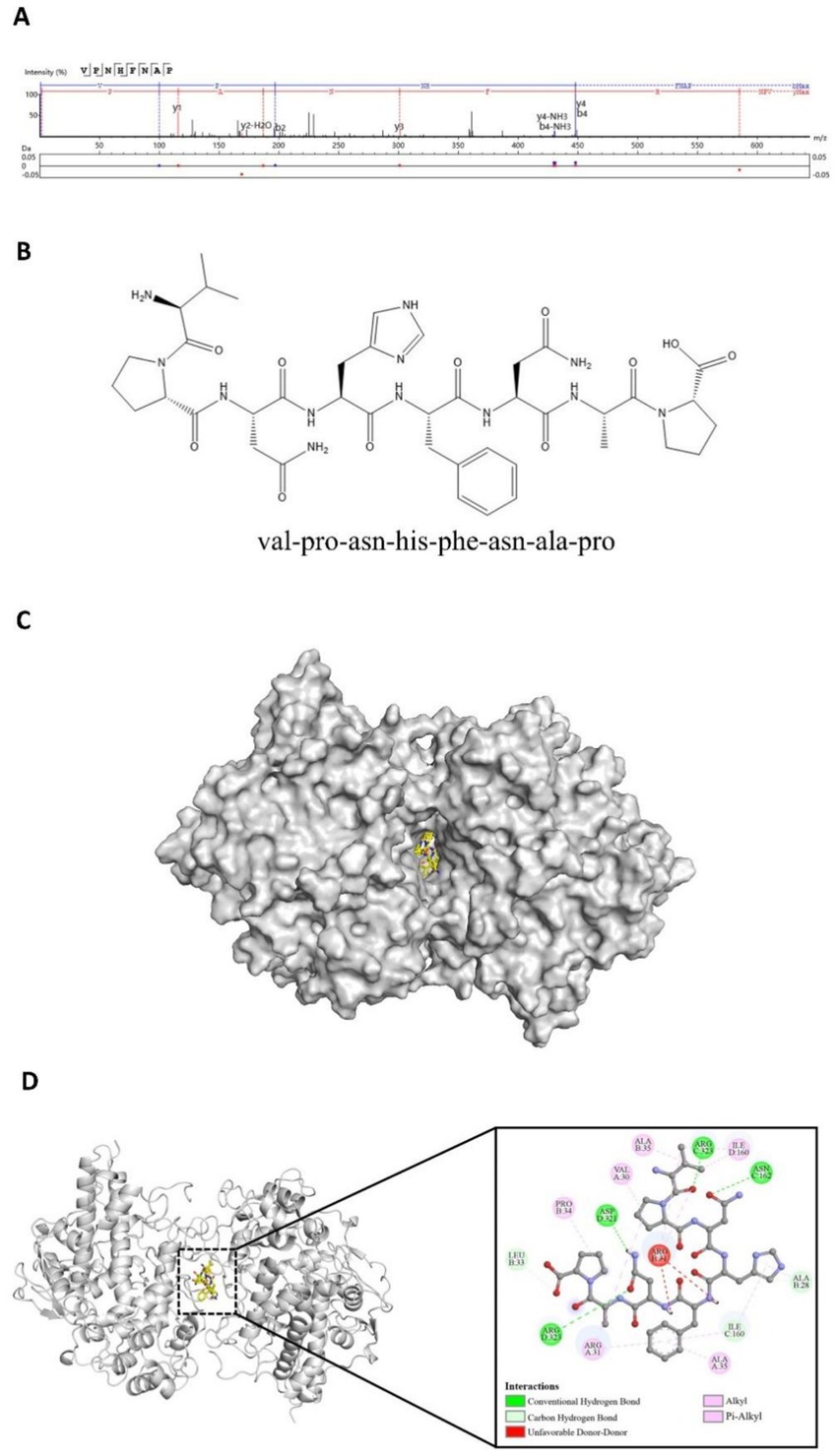 Image A displays a mass spectrometry graph with intensity and m/z readings. Image B shows the chemical structure of a peptide sequence: val-pro-asn-his-phe-asn-ala-pro. Image C is a 3D molecular structure with the molecule highlighted in yellow within a protein surface. Image D illustrates a protein-ligand interaction with a magnified view showing various interactions like hydrogen bonds and hydrophobic contacts.
