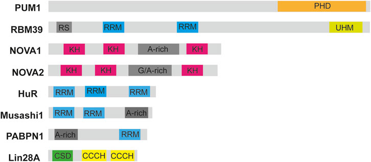 Comparison chart of protein domains in eight proteins: PUM1, RBM39, NOVA1, NOVA2, HuR, Musashi1, PABPN1, and Lin28A. Domains include PHD, RS, RRM, UHM, KH, A-rich, G/A-rich, CSD, and CCCH, each represented by different colored boxes.