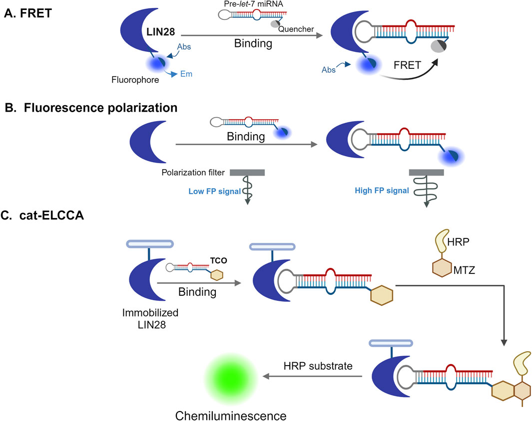 Schematic illustration of three biochemical techniques. A: FRET, showing LIN28 binding to pre-let-7 miRNA with fluorophore and quencher, leading to fluorescence resonance energy transfer. B: Fluorescence polarization, where LIN28 binding causes a change from low to high fluorescence polarization signal. C: cat-ELCCA, depicting immobilized LIN28 binding to miRNA tagged with TCO, then reacting with HRP and MTZ, producing chemiluminescence.