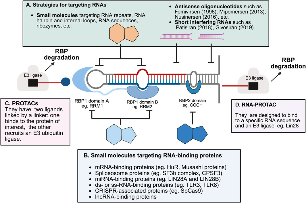 Diagram illustrating strategies for targeting RNAs and RNA-binding proteins (RBPs). It includes A) small molecules targeting RNA repeats and constructs; B) small molecules for RNA-binding proteins like mRNA and miRNA binders; C) PROTACs with two ligands for E3 ligase recruitment; and D) RNA-PROTACs designed for specific RNA sequences and E3 ligases. RBP degradation pathways are highlighted with arrows leading to E3 ligases.