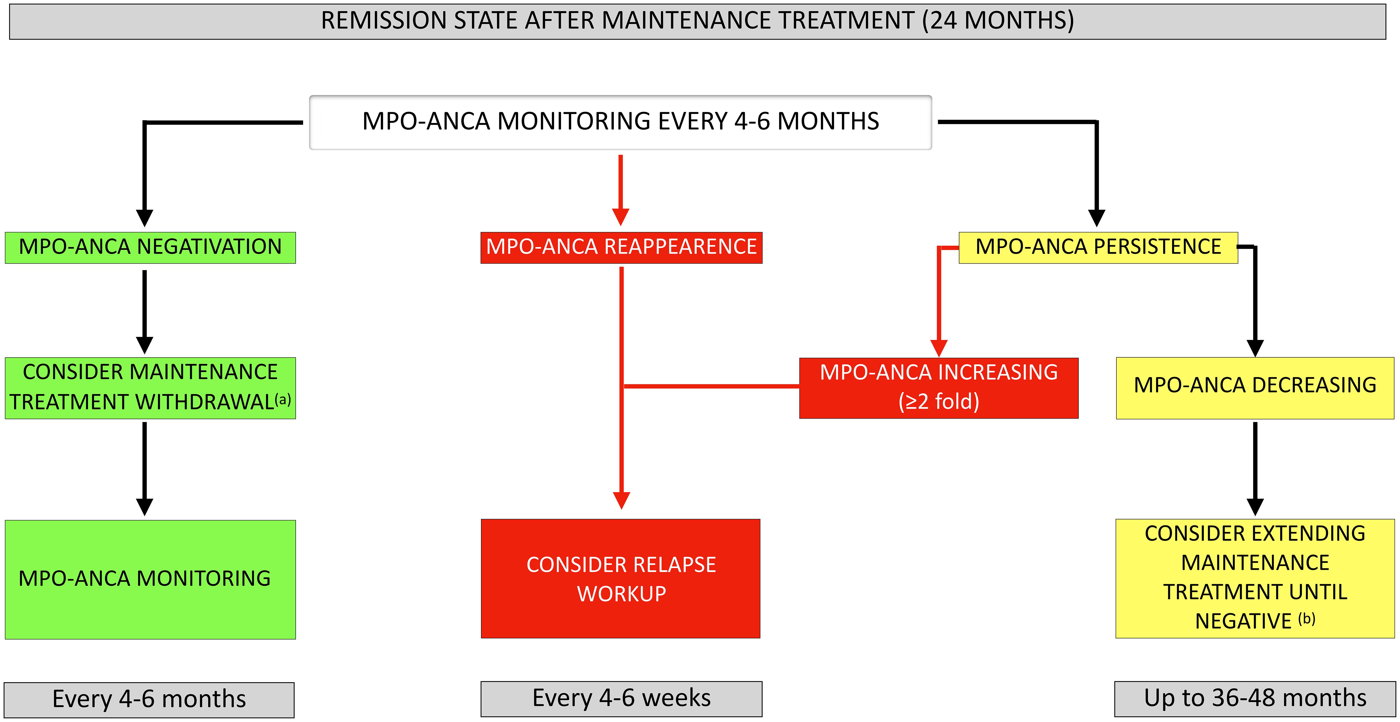 Flowchart illustrating the MPO-ANCA monitoring process post-maintenance treatment. It starts with remission in 24 months and monitoring every 4-6 months. Paths include MPO-ANCA negativation leading to treatment withdrawal and further monitoring. MPO-ANCA reappearance prompts relapse workup every 4-6 weeks. Persistence splits into increasing levels needing workup and decreasing levels suggesting extending maintenance up to 48 months.