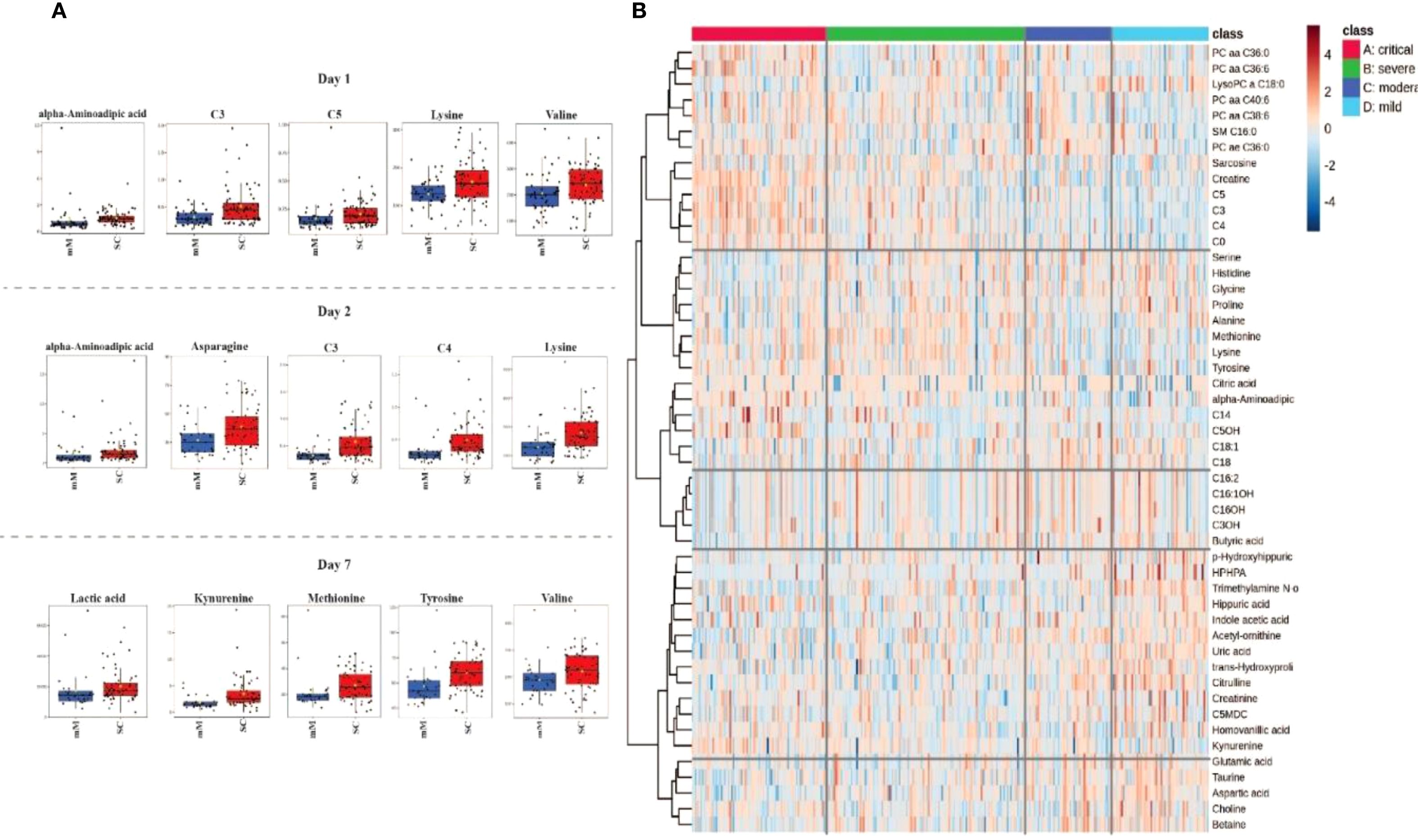 Panel A shows box plots of metabolite levels over three days. Day 1 includes alpha-aminoadipic acid, C3, C8, lysine, valine. Day 2 includes alpha-aminoadipic acid, asparagine, C3, C4, lysine. Day 7 includes lactic acid, kynurenine, methionine, tyrosine, valine. Panel B presents a heatmap of metabolite expressions sorted by class, ranging from critical to mild, with color gradients indicating different expression levels.