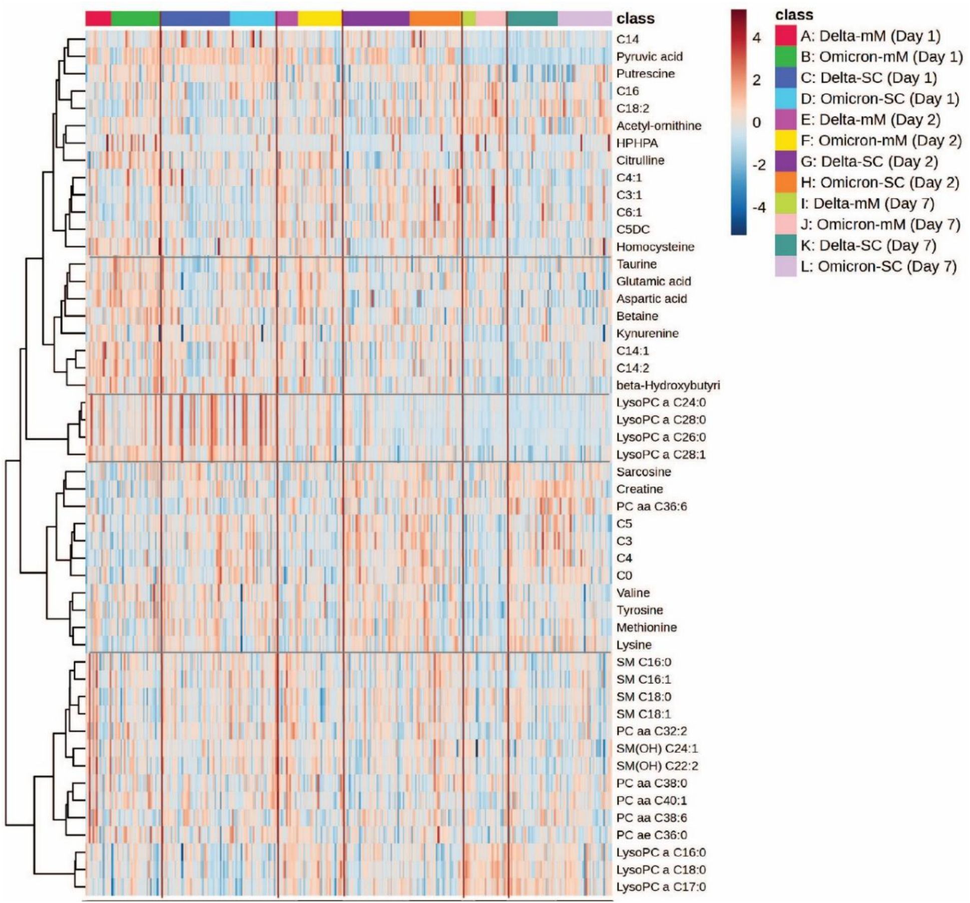 Heatmap displaying hierarchical clustering of metabolites with rows representing metabolites and columns representing different classes. Classes A to L are color-coded and represent different days and conditions. The color gradient from blue to red indicates scaled intensity values ranging from -4 to 4. Major metabolites are labeled on the right, and dendrograms show clustering on the left.