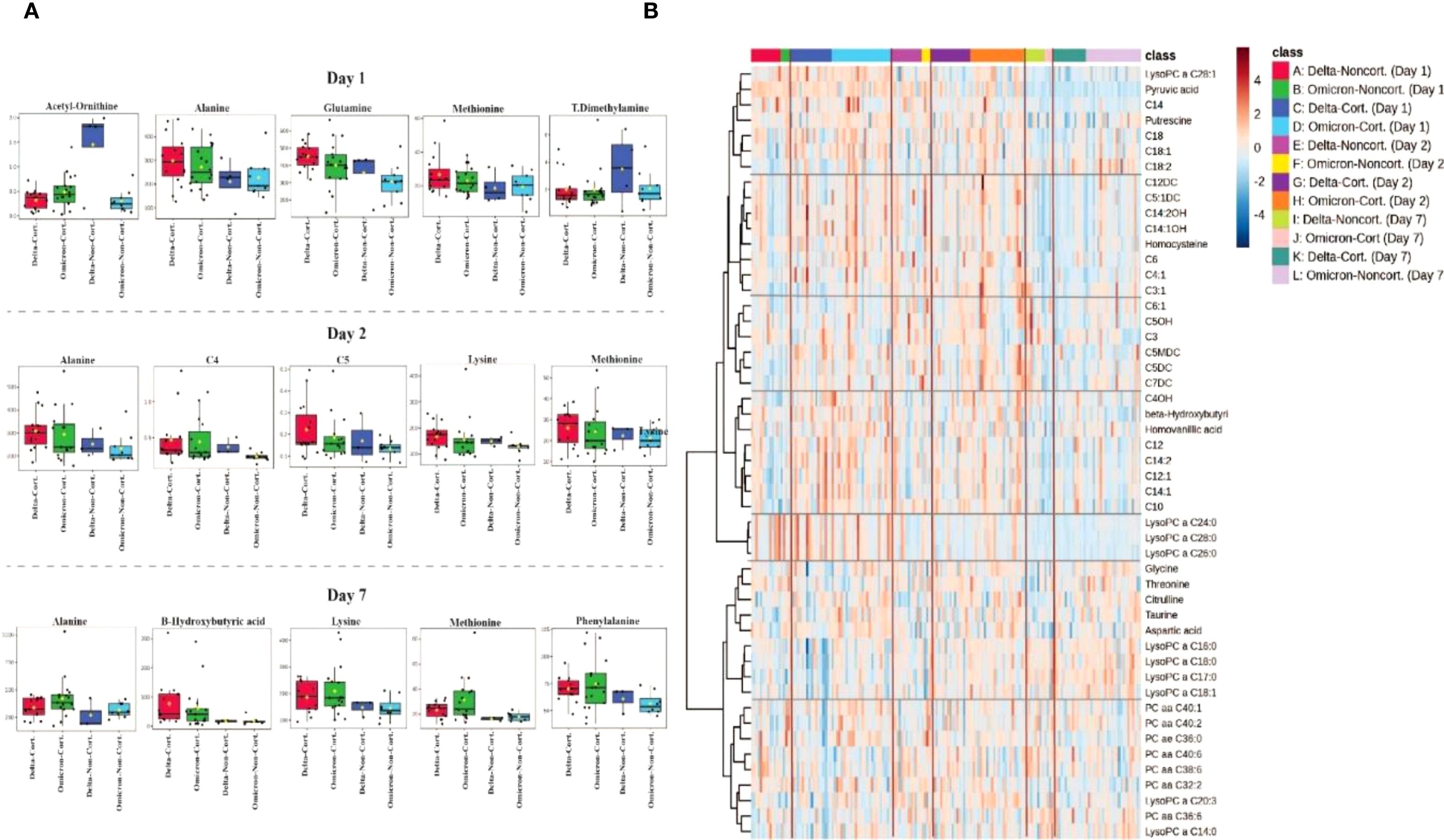 Panel A shows box plots of metabolite levels (e.g., acetyl-ornithine, alanine, glutamine) for different conditions over Days 1, 2, and 7. Panel B is a heatmap clustering analysis of metabolite levels across various classes and time points, with colors indicating different levels.