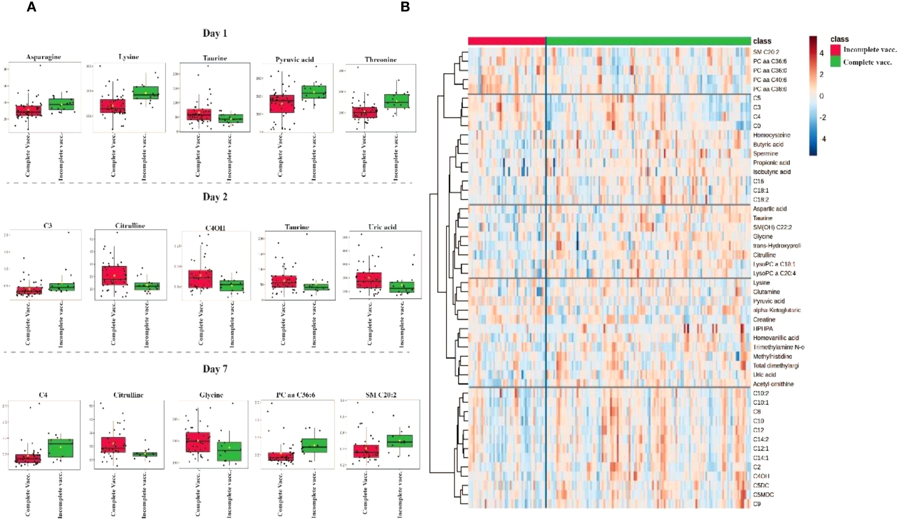 Panel A shows box plots comparing metabolite levels between complete and incomplete vaccination. Day 1 metabolites include asparagine and lysine. Day 2 features C3 and citrulline. Day 7 covers C4 and glycine. Panel B displays a heat map of metabolite expression, with a dendrogram illustrating clustering. Complete and incomplete vaccination groups are color-coded, showing differences in metabolite levels.