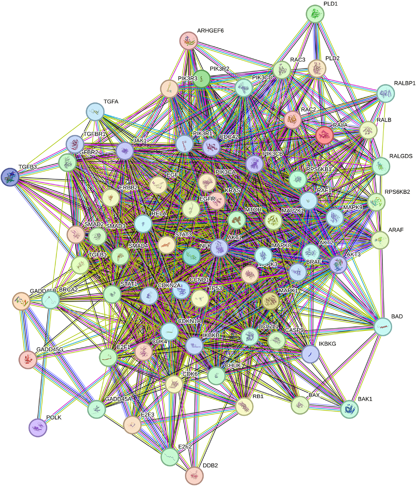 Protein interaction network diagram showing complex interconnections between various proteins. Each node represents a protein, labeled with abbreviations such as ARHGEF6, TGFBR1, and EGFR. Lines between nodes indicate interactions, with multiple colors suggesting different interaction types or pathways. The network is dense, indicating a high level of connectivity among these proteins.