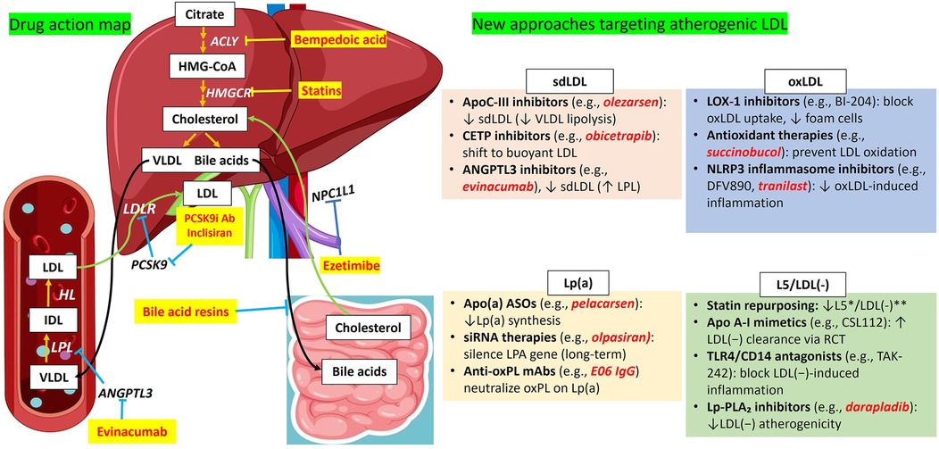 Diagram illustrating drug action on lipid metabolism. Shows liver and intestine pathways targeting cholesterol, LDL, VLDL, and bile acids. Highlights drugs: bempedoic acid, statins, PCSK9 inhibitors, ezetimibe, bile acid resins, and evinacumab. New approaches focus on sdLDL, oxLDL, Lp(a), L5/LDL(-), featuring inhibitors like ApoC-III, CETP, ANGPTL3, LOX-1, and antioxidant therapies. Offers insights into managing atherogenic lipids.