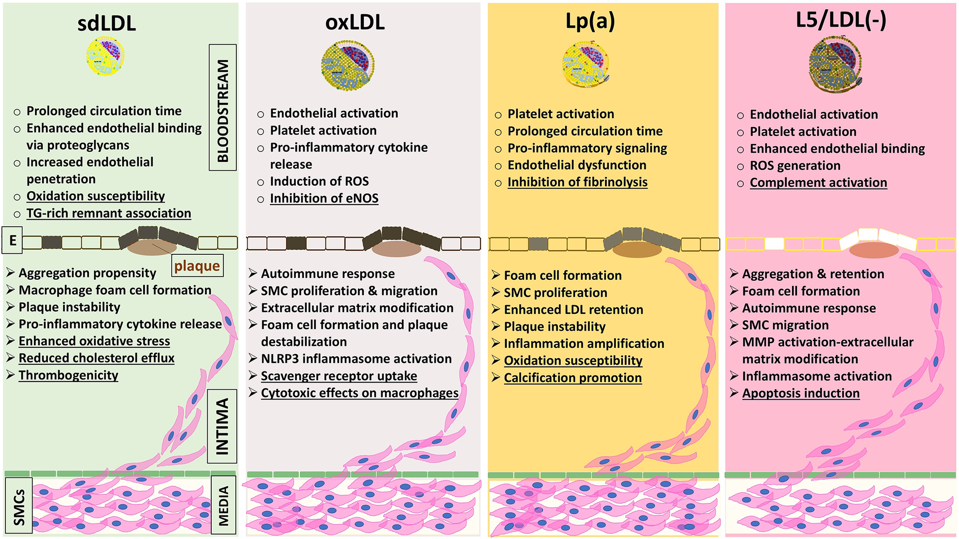 Diagram showing differences in LDL subclasses: sdLDL, oxLDL, Lp(a), and L5/LDL(-). Each section includes a list of factors affecting plaque formation, endothelial activation, and inflammation, highlighting enhanced binding, oxidation, and signaling pathways in the bloodstream and arterial intima. Illustrations of cells and blocks represent these interactions.