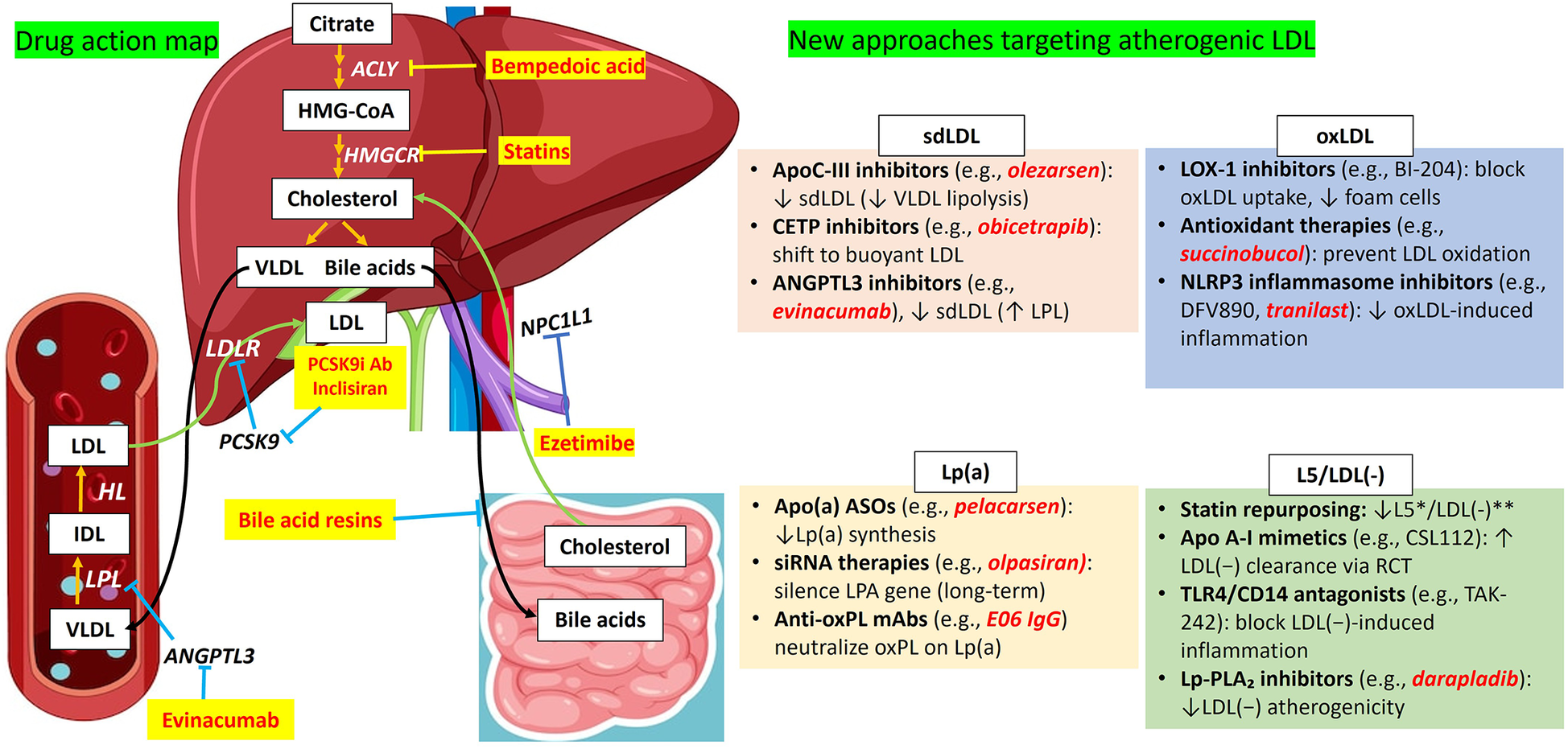 Diagram illustrating drug action on lipid metabolism. Shows liver and intestine pathways targeting cholesterol, LDL, VLDL, and bile acids. Highlights drugs: bempedoic acid, statins, PCSK9 inhibitors, ezetimibe, bile acid resins, and evinacumab. New approaches focus on sdLDL, oxLDL, Lp(a), L5/LDL(-), featuring inhibitors like ApoC-III, CETP, ANGPTL3, LOX-1, and antioxidant therapies. Offers insights into managing atherogenic lipids.