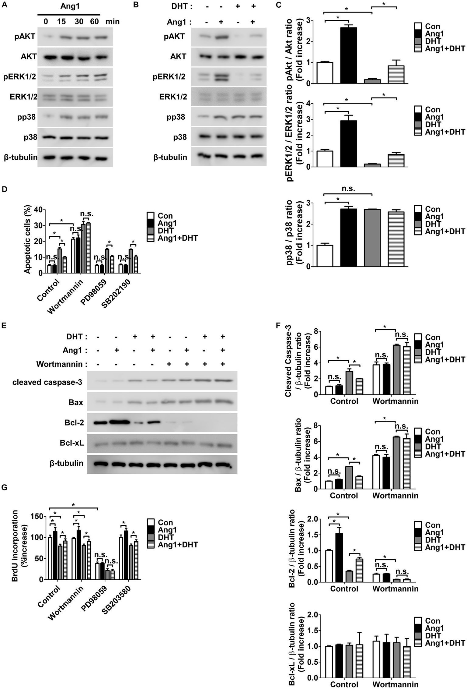 Western blot analysis and bar graphs show the effects of Ang1 and DHT on protein expression and cell processes. Panel A displays time-dependent effects of Ang1 on phosphorylation of AKT, ERK1/2, and p38. Panel B illustrates the impact of DHT with and without Ang1. Panel C shows fold increases in protein phosphorylation ratios. Panel D and G display apoptotic cells and BrdU incorporation under various treatments including Wortmannin. Panel E shows protein expression of cleaved caspase-3, Bax, Bcl-2, and Bcl-xL under different conditions. Panel F presents the corresponding quantitative analysis. The data include statistical significance markers.