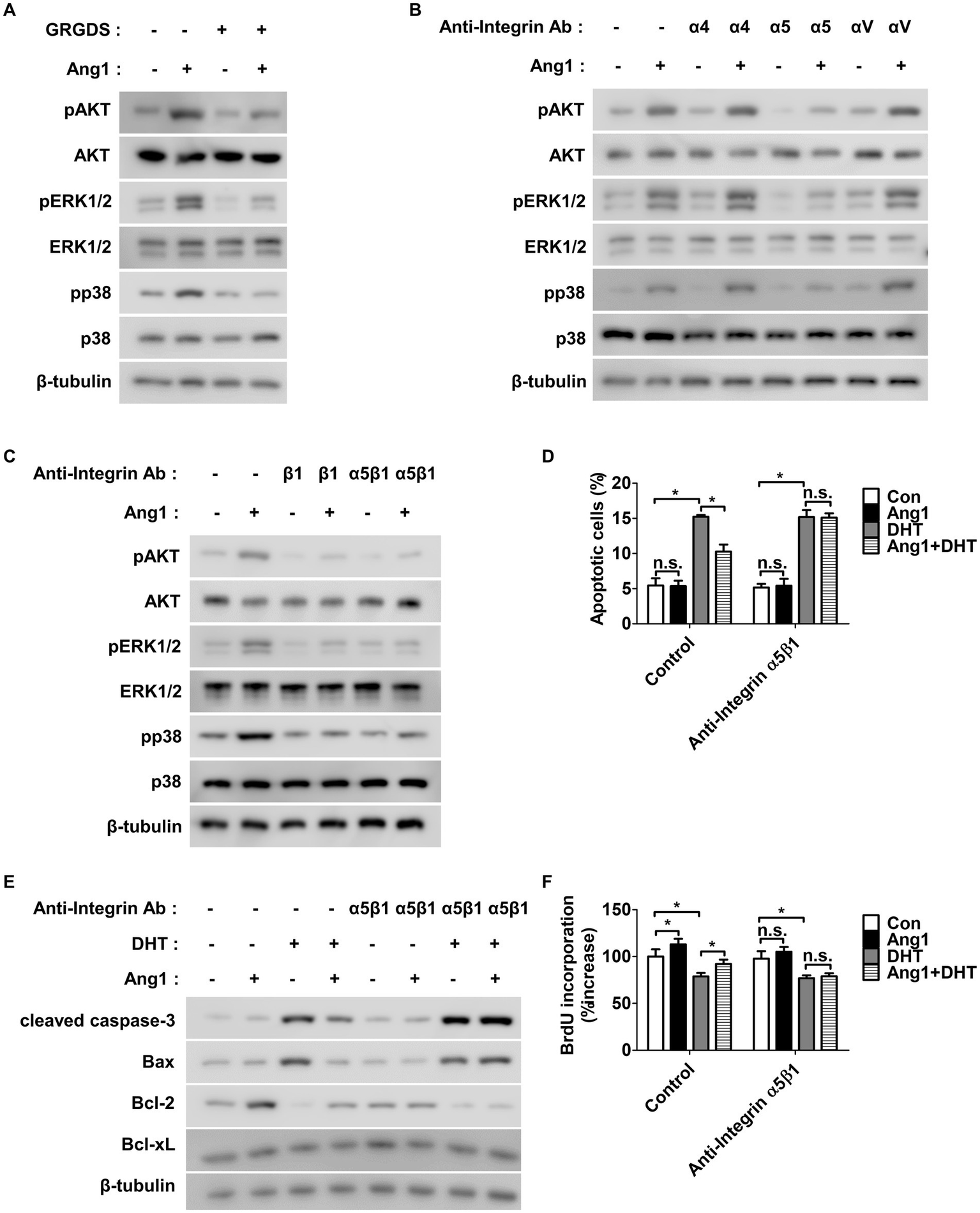 Western blot and bar graph results depict protein expression and apoptotic cell percentages under various conditions. Panels A to C show protein levels, including pAKT, AKT, pERK1/2, ERK1/2, pp38, p38, and β-tubulin, under GRGDS and integrin antibody treatments with Ang1. Panels D and F are bar graphs illustrating apoptotic cells and BrdU incorporation, respectively, with statistical significance indicated. Panel E displays proteins cleaved caspase-3, Bax, Bcl-2, Bcl-xL, and β-tubulin under different treatments involving anti-integrin antibodies, DHT, and Ang1.