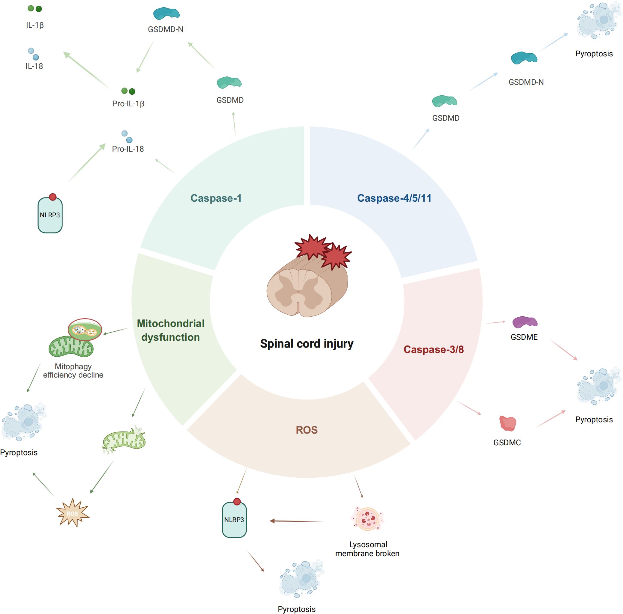 Diagram illustrating the process of spinal cord injury and its biochemical effects. The central image depicts a damaged spinal cord. Surrounding sections detail processes involving mitochondrial dysfunction, caspase pathways (1, 4/5/11, 3/8), ROS production, and pyroptosis. Key proteins and molecules such as GSDMD, GSDME, GSDMC, NLRP3, and cytokines like IL-1β and IL-18 are highlighted. The graphic shows interactions among these elements and how they contribute to pyroptotic cell death.