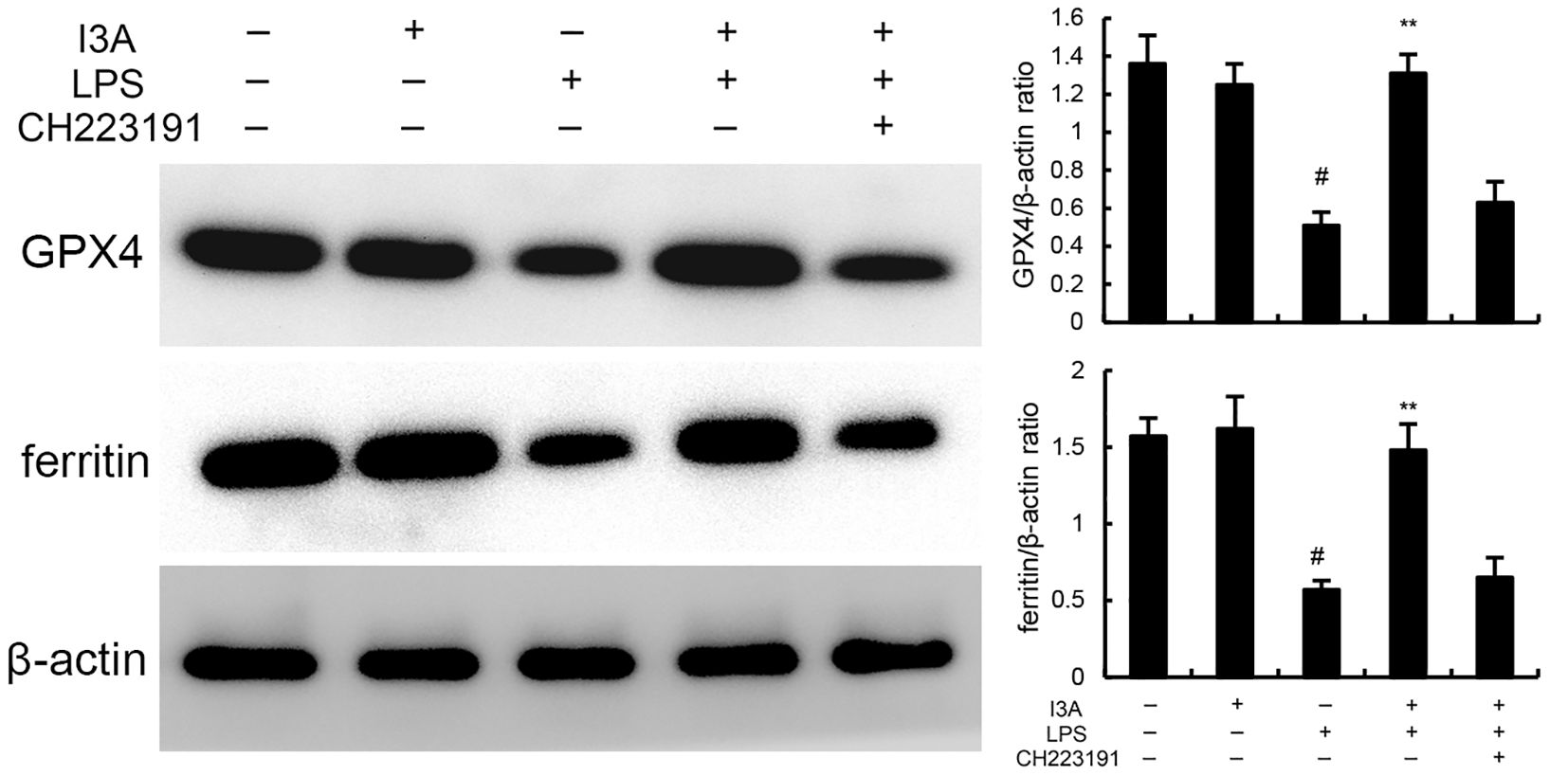 Western blot image showing protein expression levels of GPX4, ferritin, and β-actin under different conditions with I3A, LPS, and CH223191. The blot is accompanied by bar graphs depicting the GPX4/β-actin and ferritin/β-actin ratios, with statistical significance indicated by symbols. Protein bands vary across conditions, reflecting changes in expression levels.